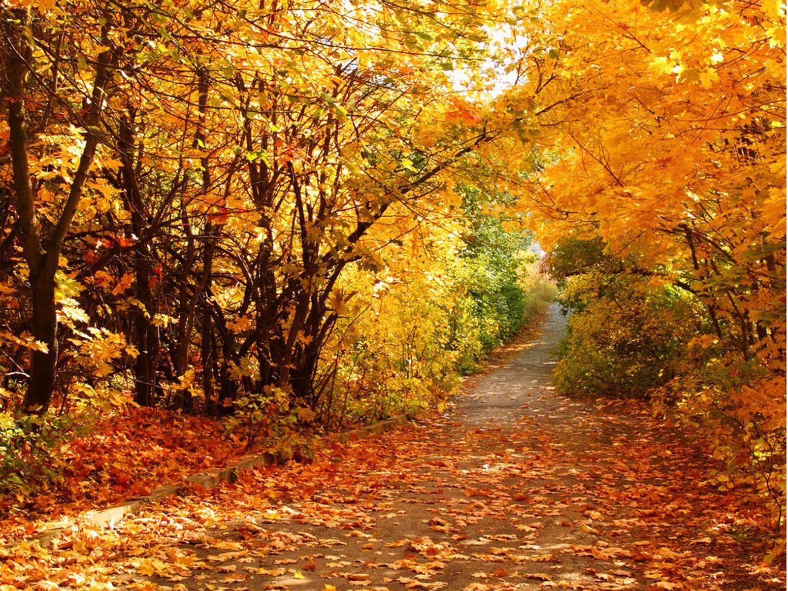 Autumn Scenery Desktop Wallpaper, Beautiful Autumn Scenery