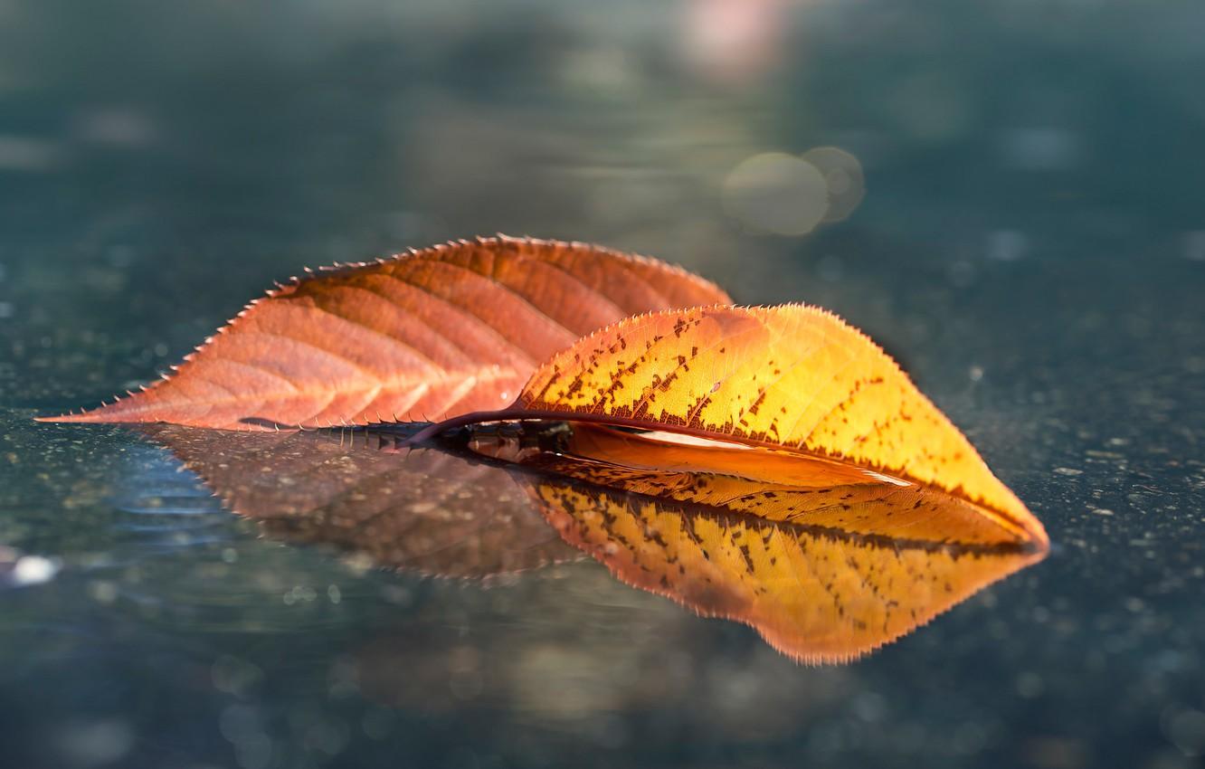 Autumn Leaves Reflection Wallpapers - Wallpaper Cave