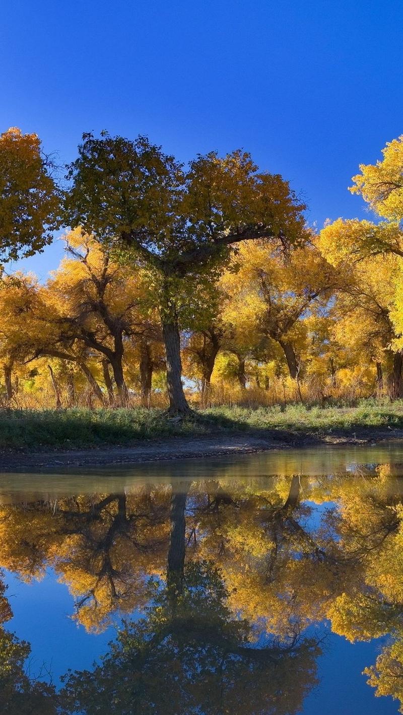 Download wallpaper 800x1420 trees, autumn, reflection iphone