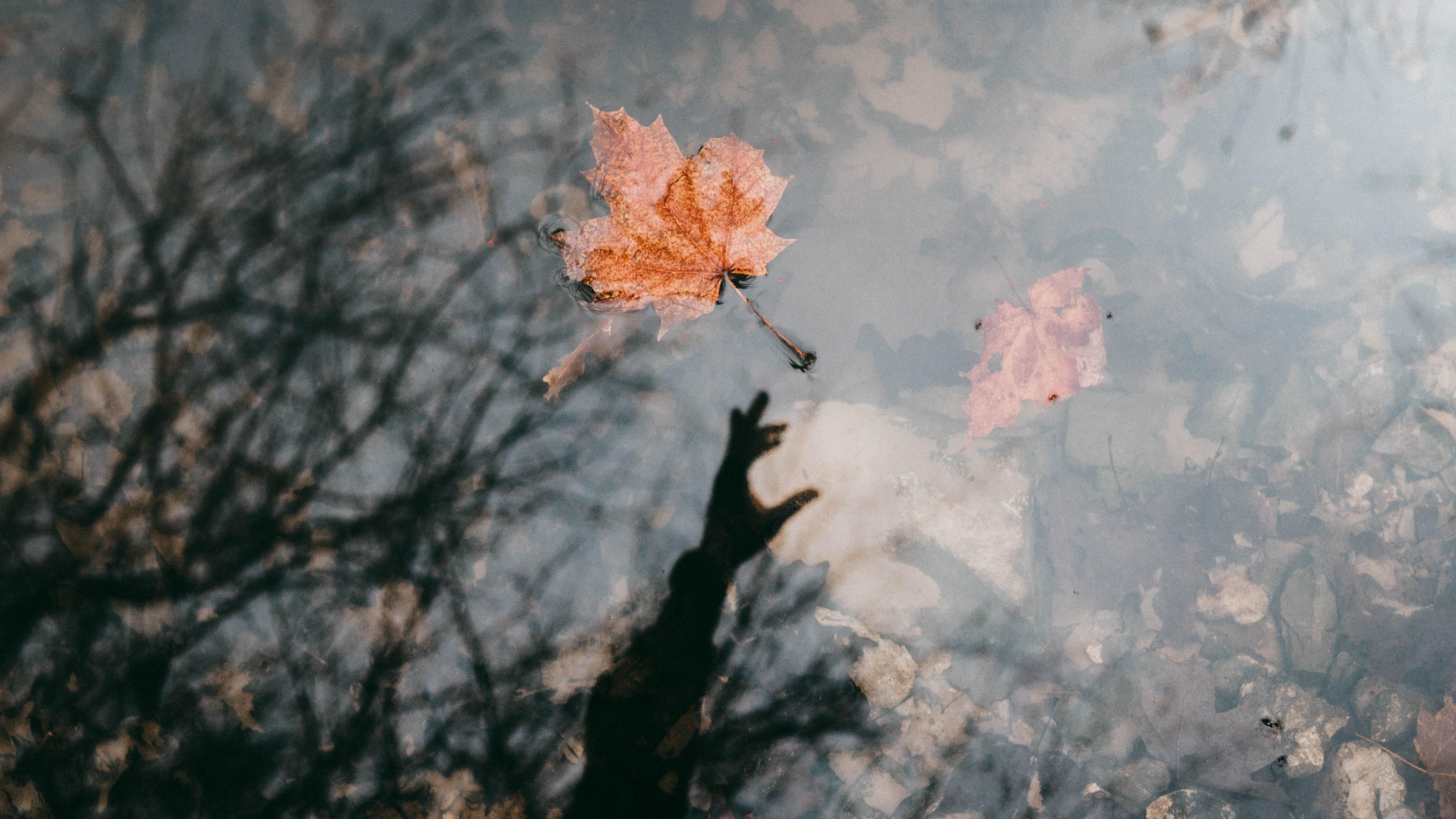 4613x2595 #leaf, #river, #fall, #hand, #fog, #reflection, #leaving, #PNG image, #pond, #orange, #tree, #lake, #rock, #stones, #autumn, #reaching, #haze, #branch, #water. Mocah.org HD Wallpaper