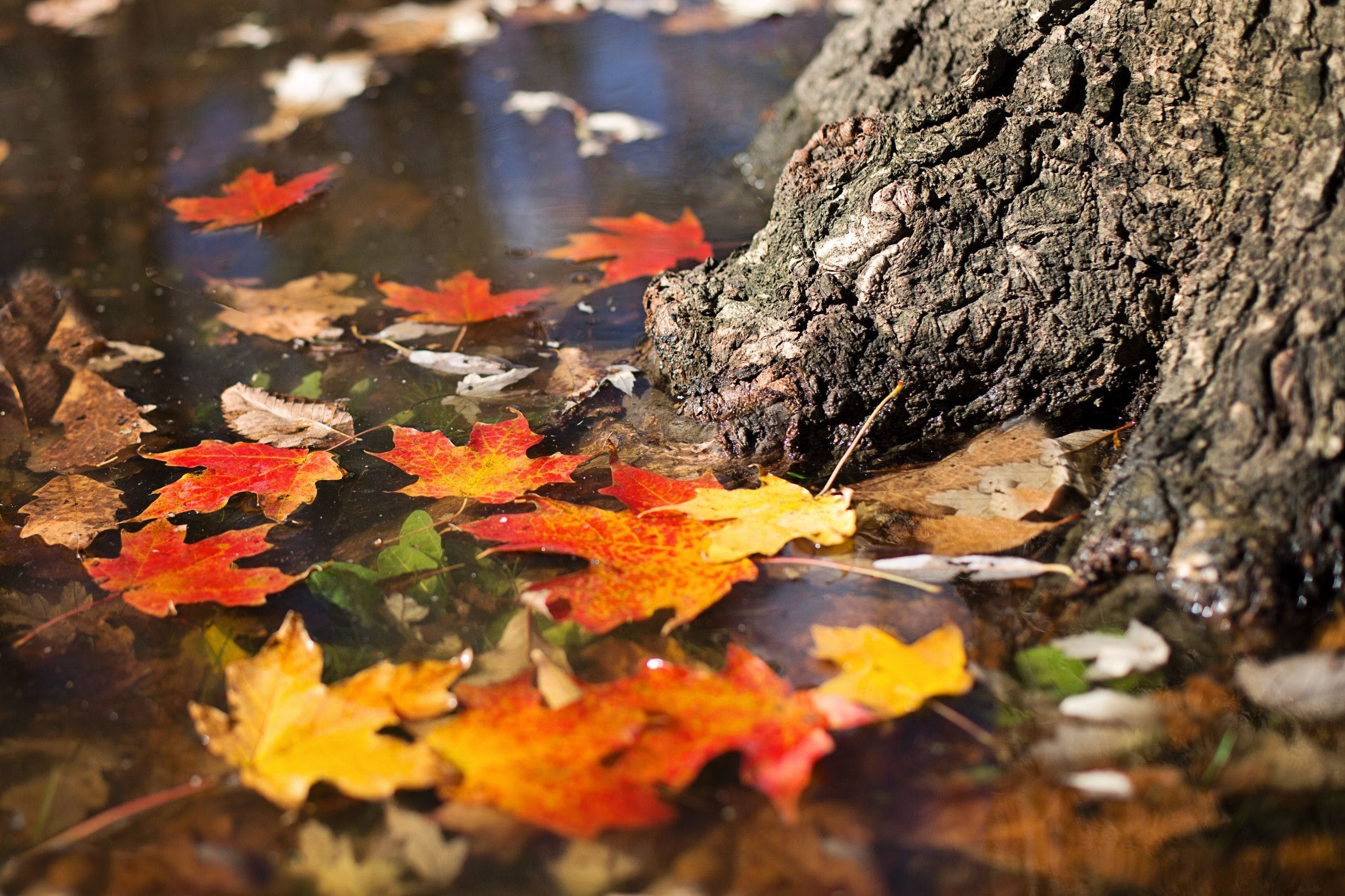 Autumn Leaves Reflection Wallpapers