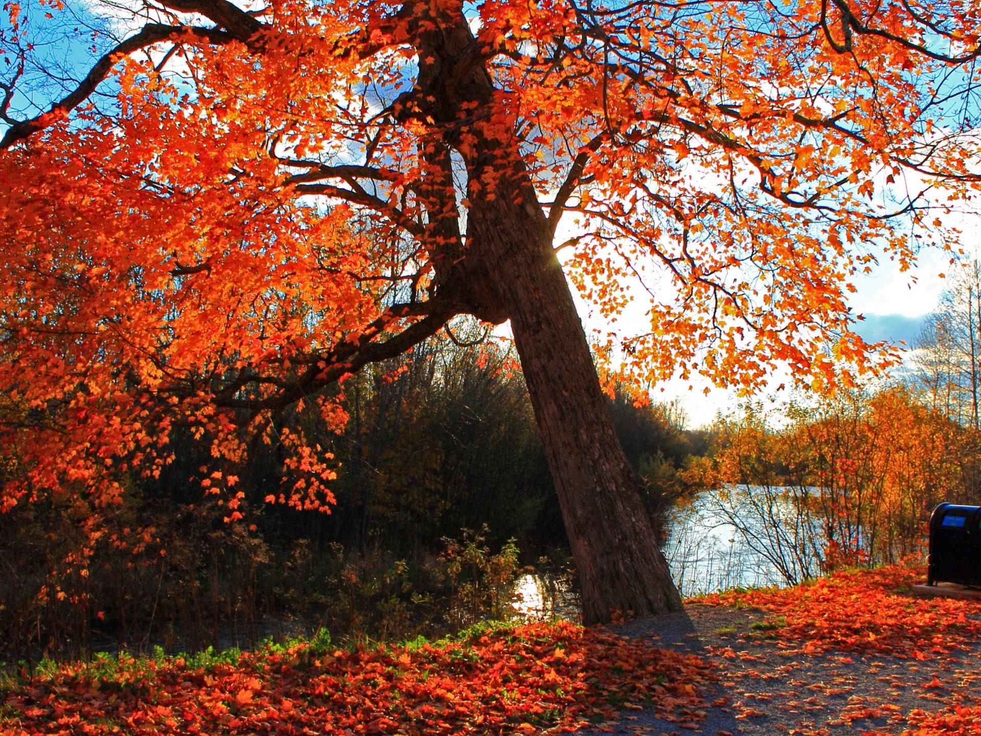 Autumn park river shop landscape 4k wallpaper autumn