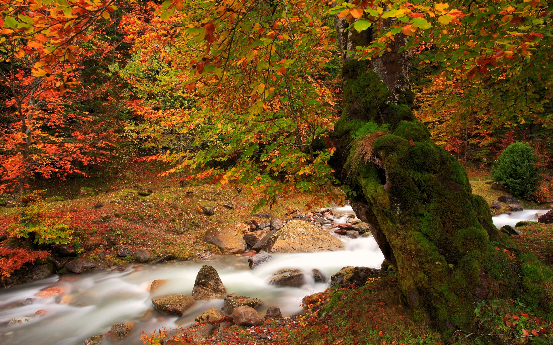 Wallpaper Nature autumn landscape, river, tree, moss, red