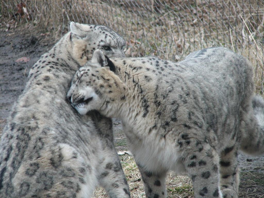 Affectionate Snow Leopards. But they're OK about the whole