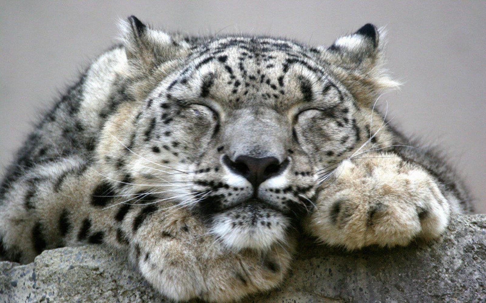 Snow Leopard Picture Snow Leopard HDQ Wallpaper