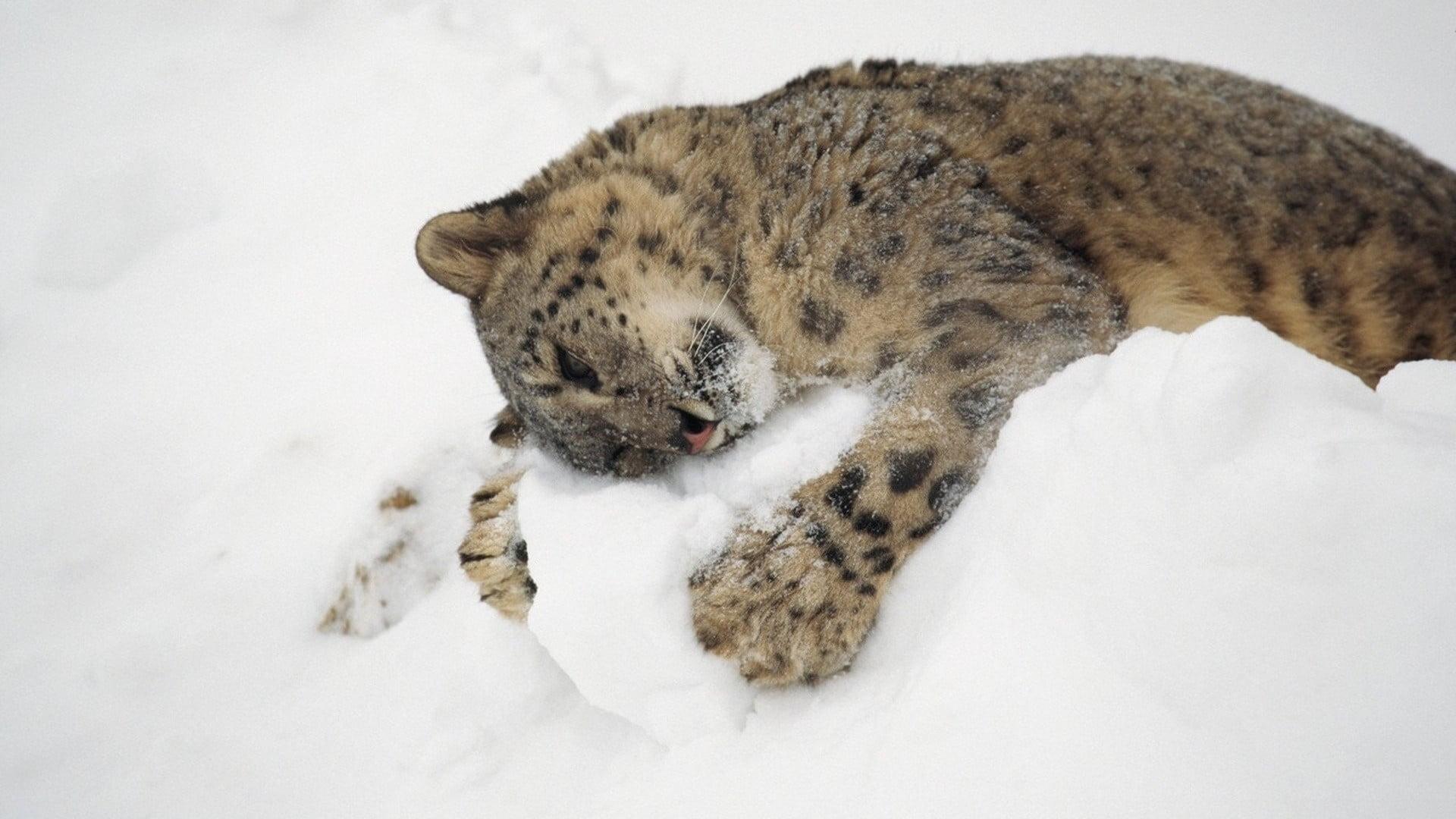 Mountain lion, animals, snow, hugging, snow leopards HD