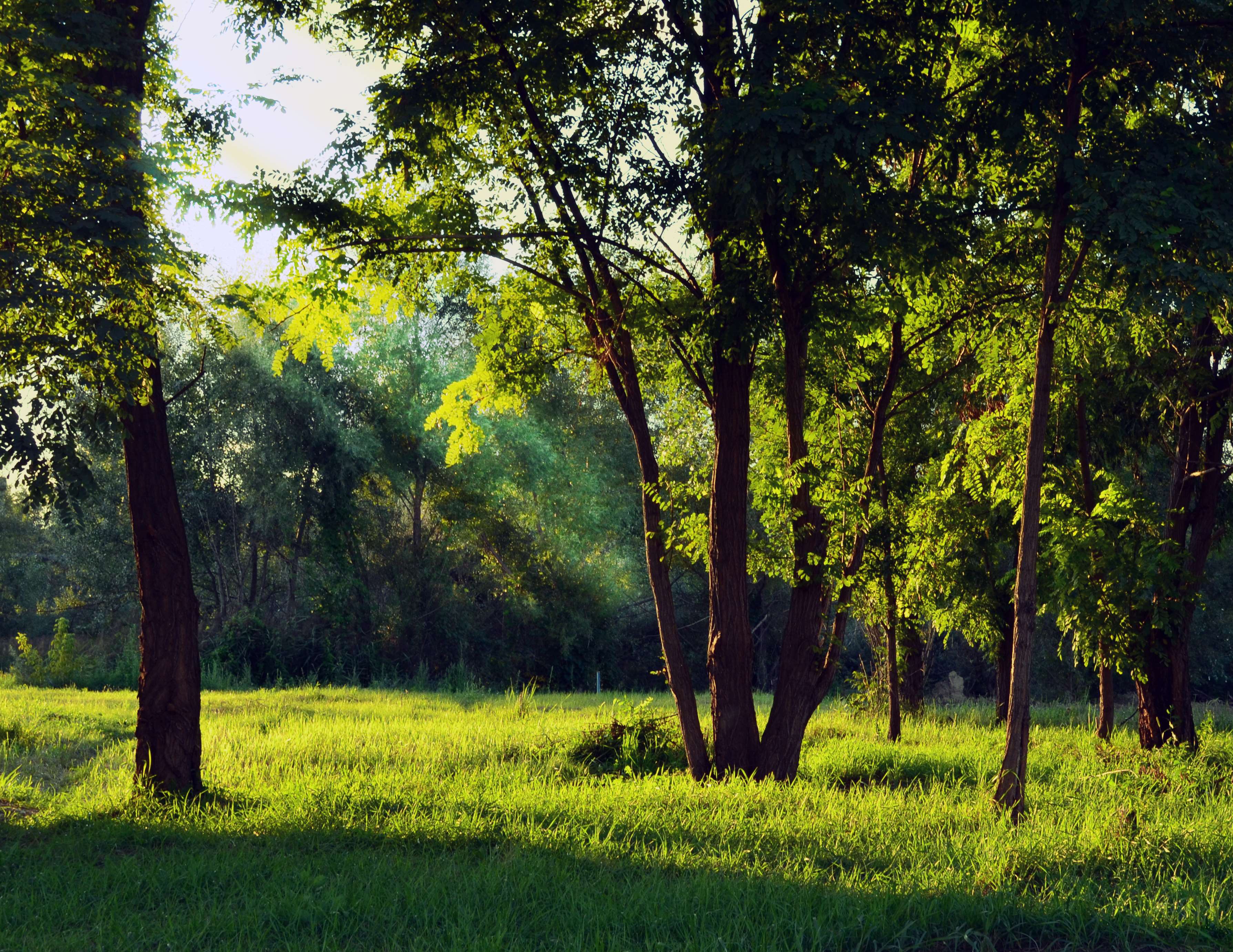 countryside, environment, forest, grass, green