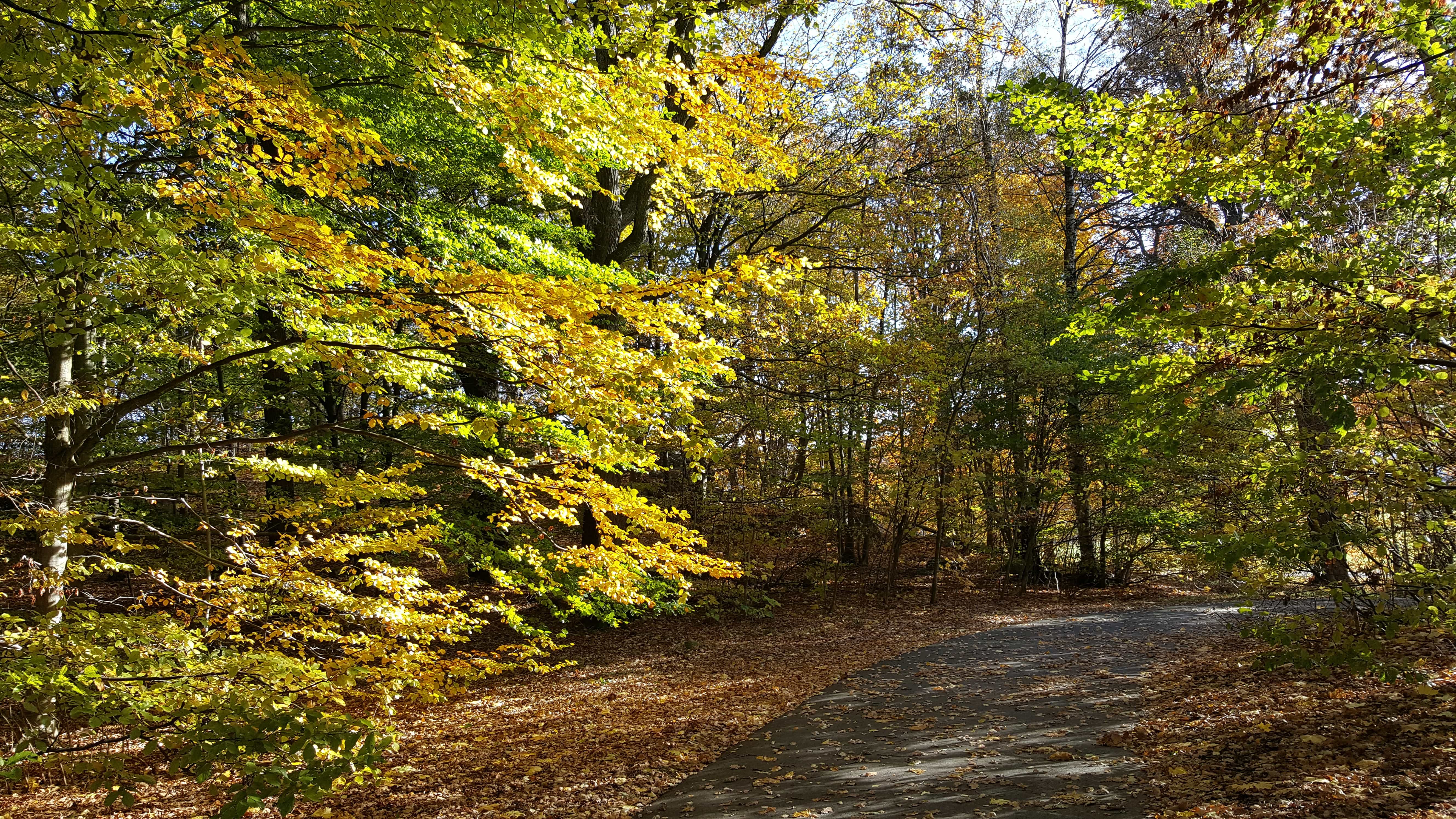 Free picture: autumn season, countryside, forest road