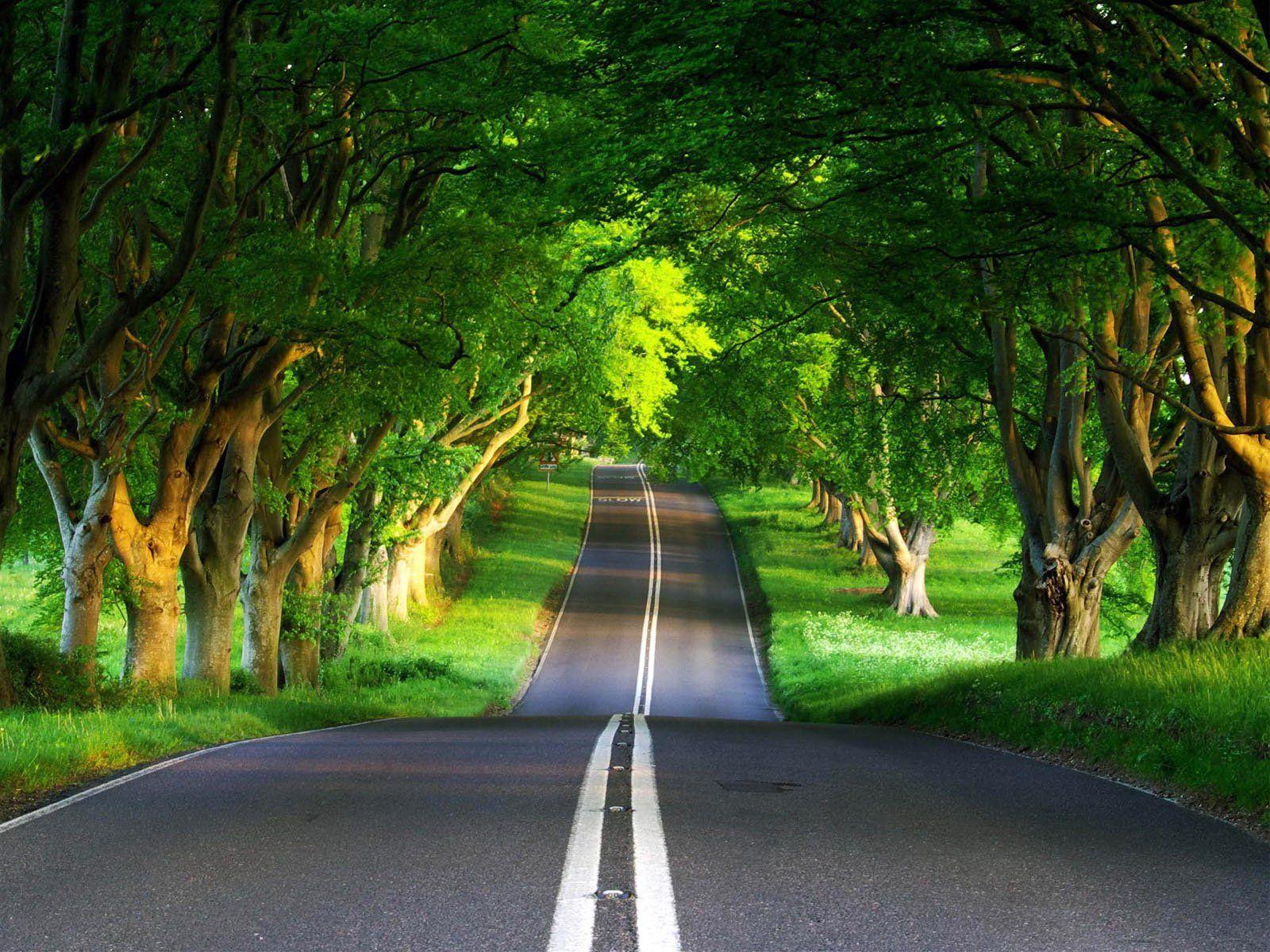 Summer nature scenery road trees fence grass sun wallpaper