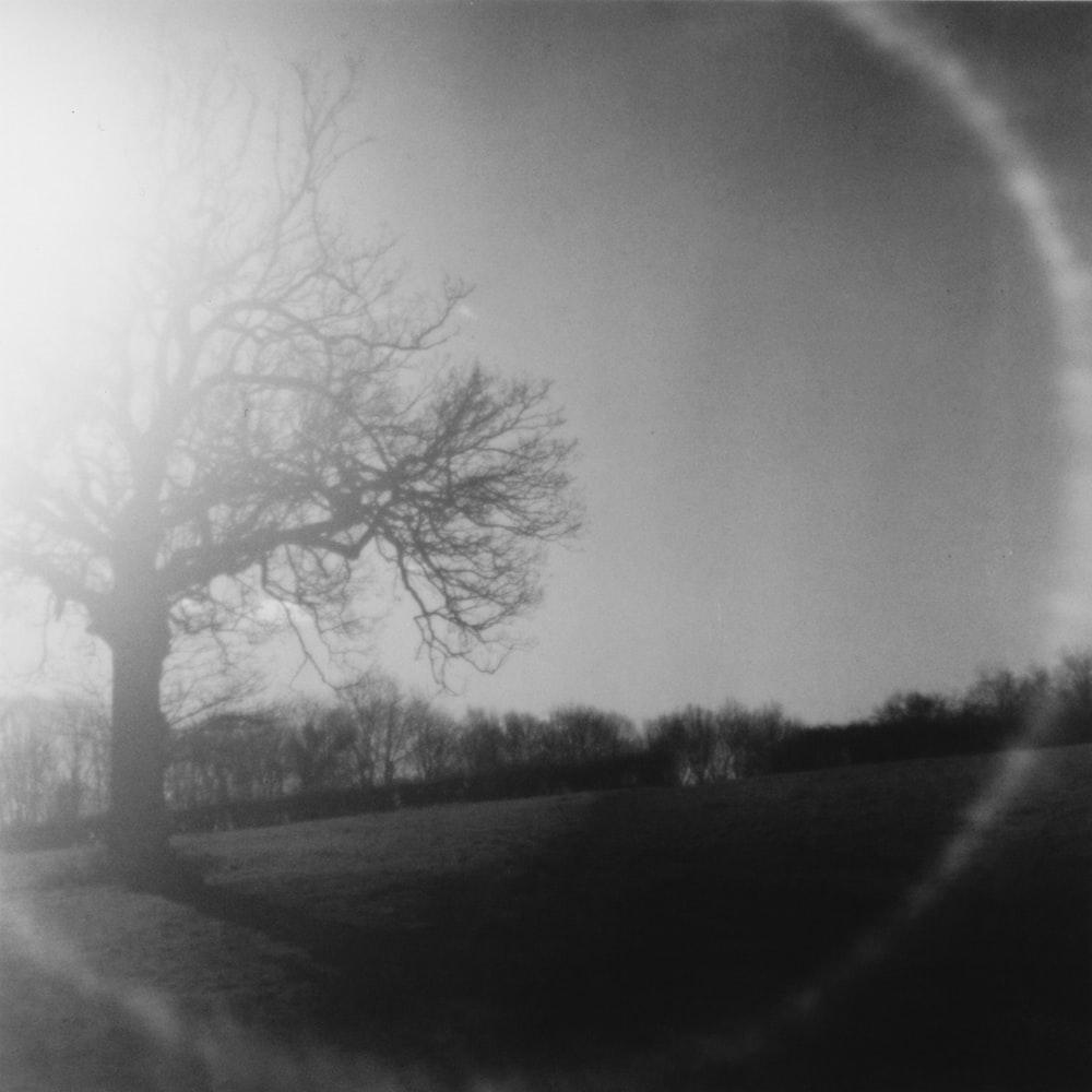 The sun shining down on a tree perche. HD photo