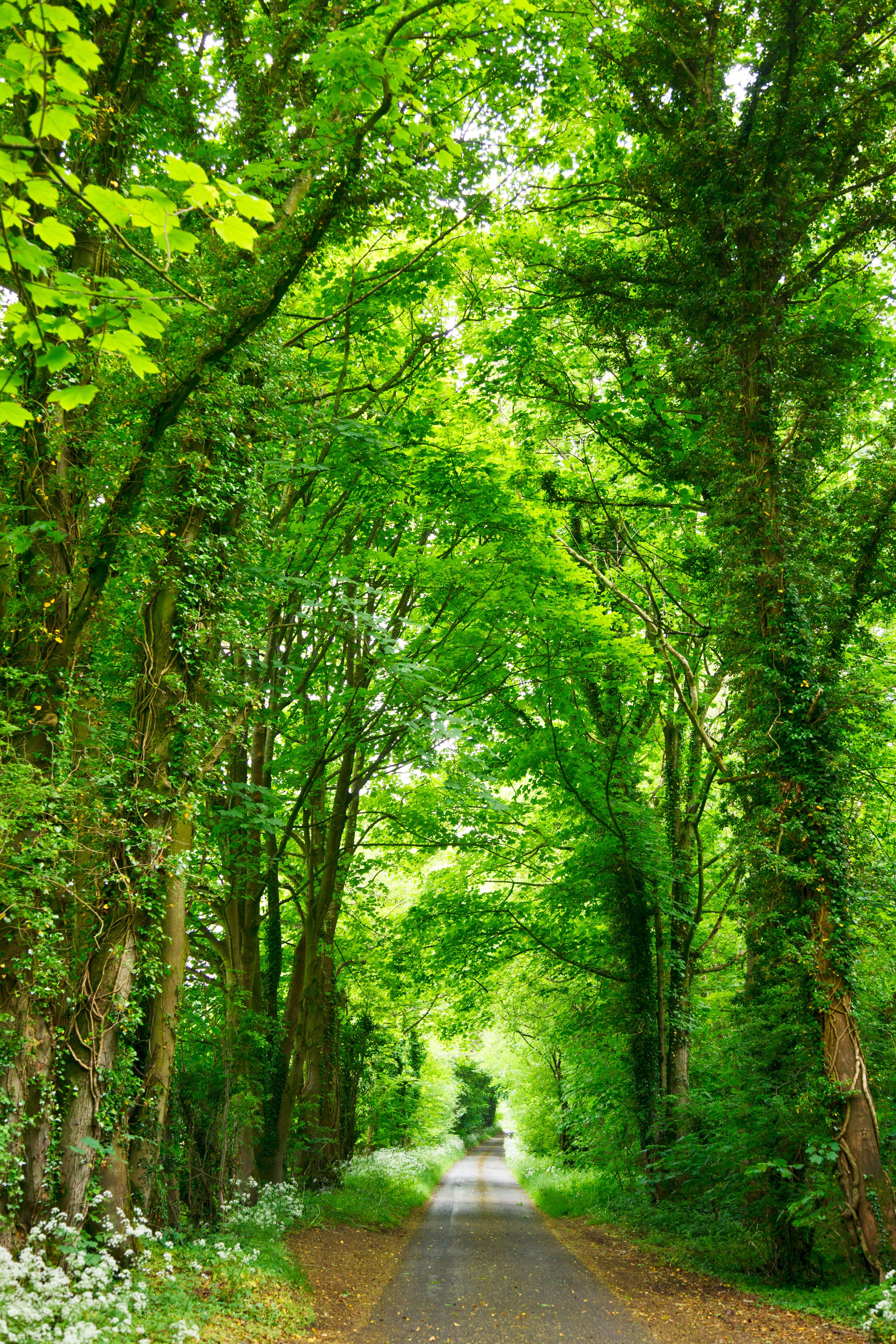 HD Wallpaper A narrow road lined with fresh green trees