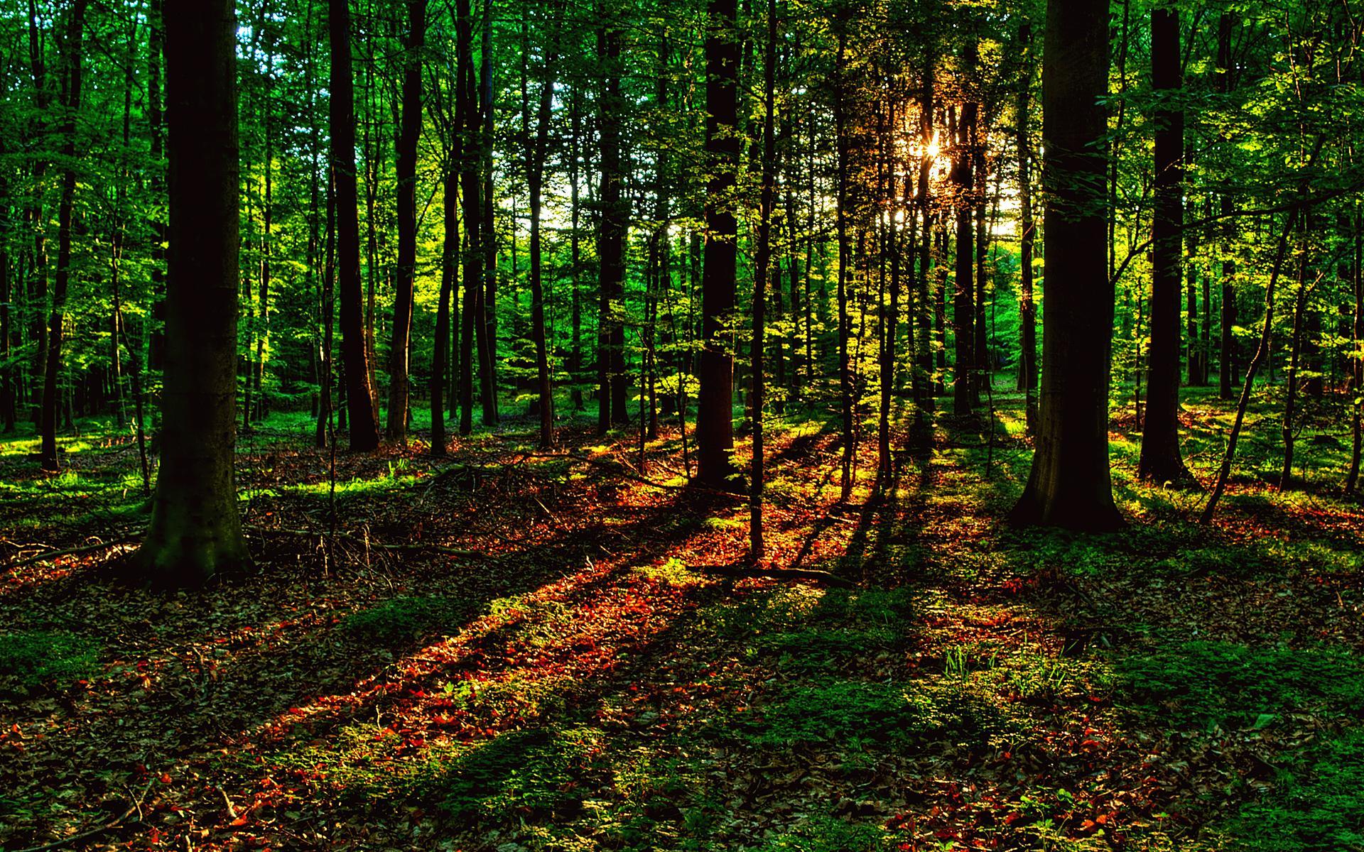 Last Rays of Sunshine wallpaper. Last Rays of Sunshine