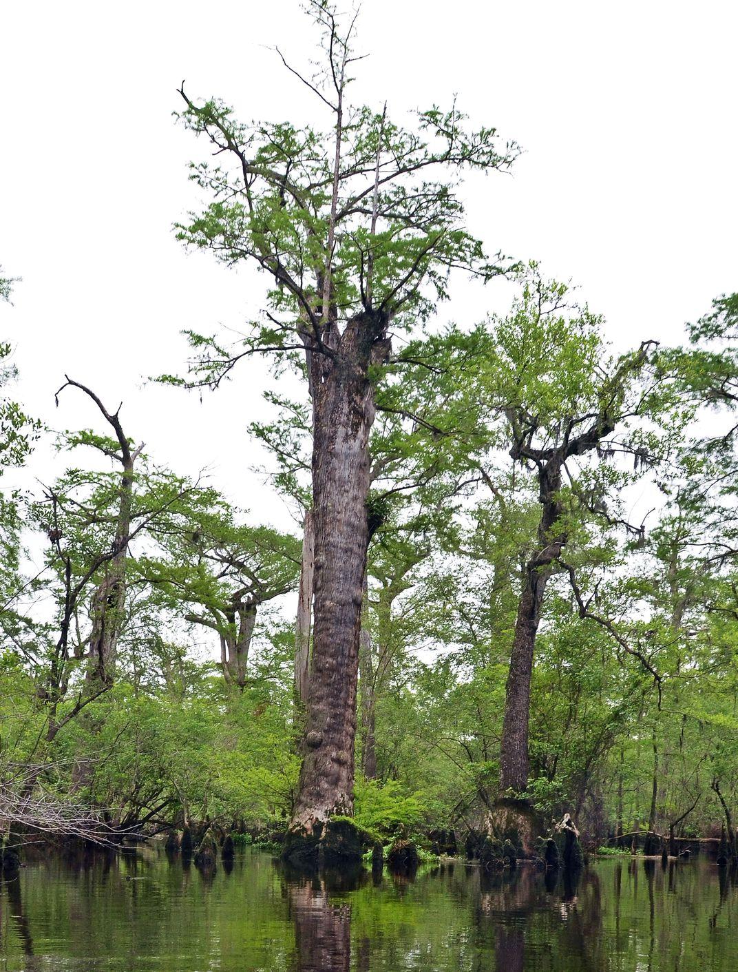 North Carolina Bald Cypresses Are Among the World's Oldest