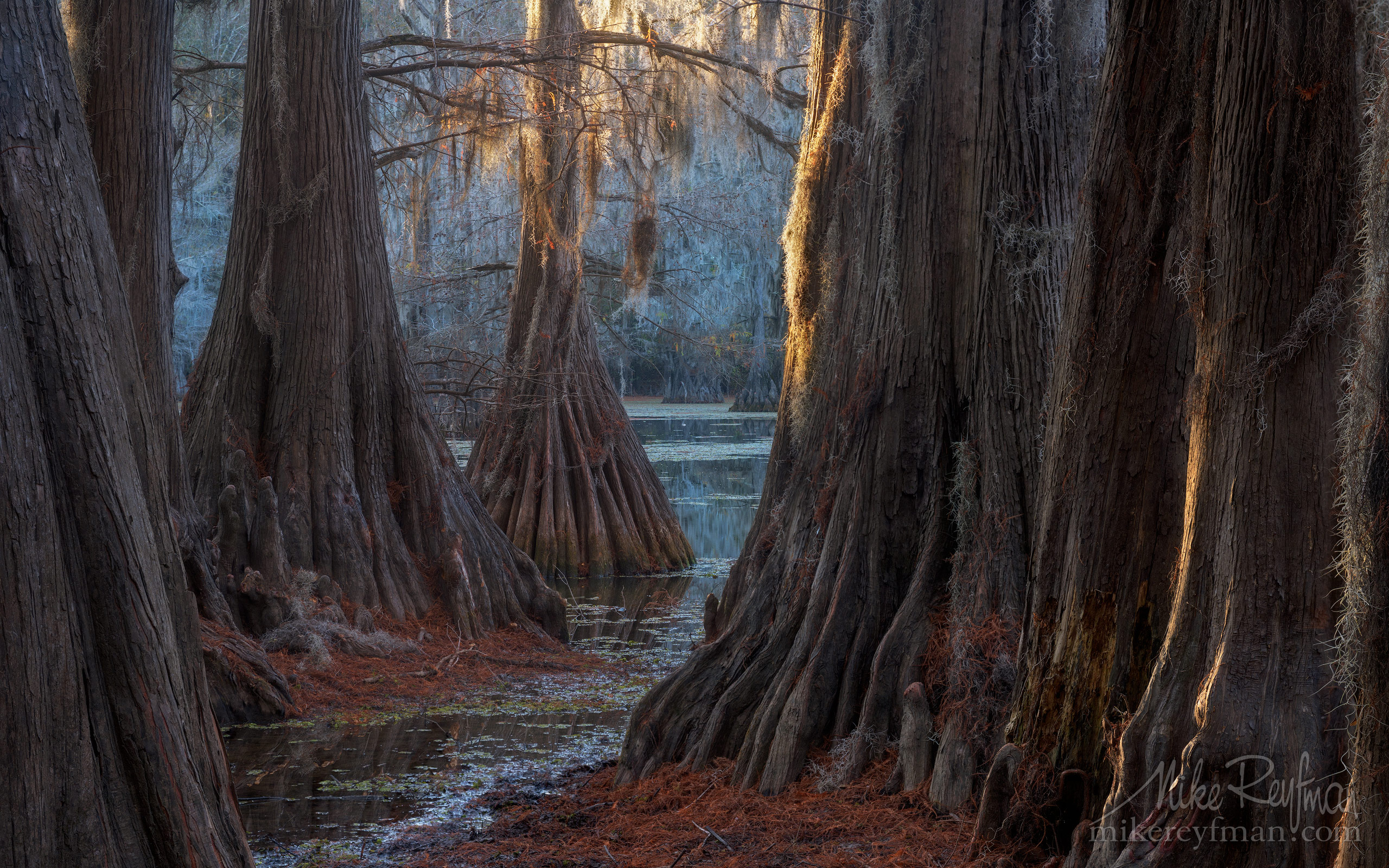 Bald Cypress trees in the swamp. Caddo Lake, Texas, US
