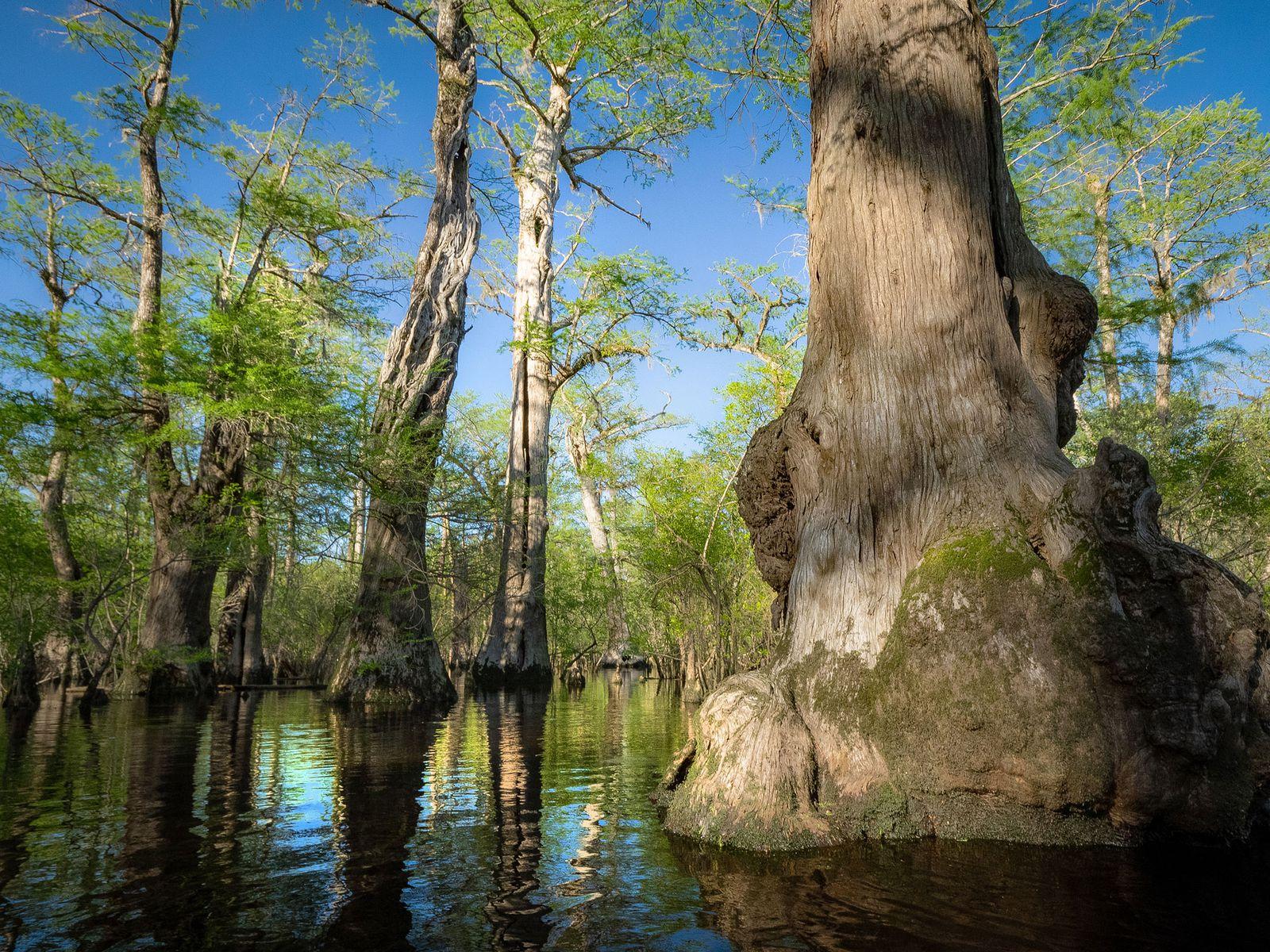 North Carolina Bald Cypresses Are Among the World's Oldest