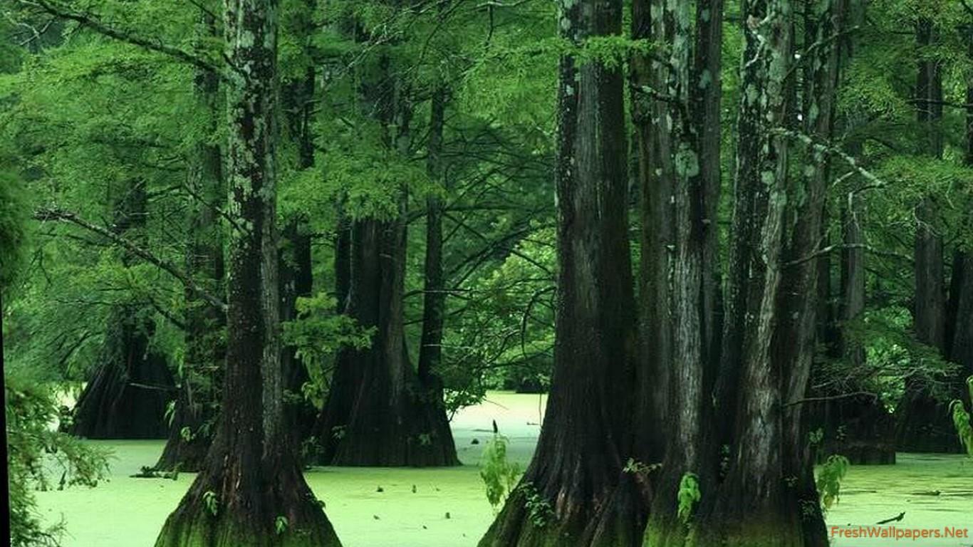 Swamp wallpaper