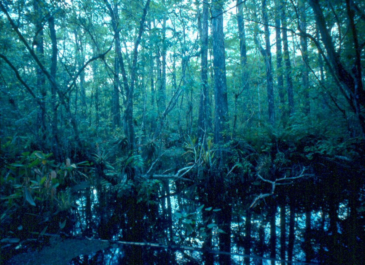 The Wetlands Gallery