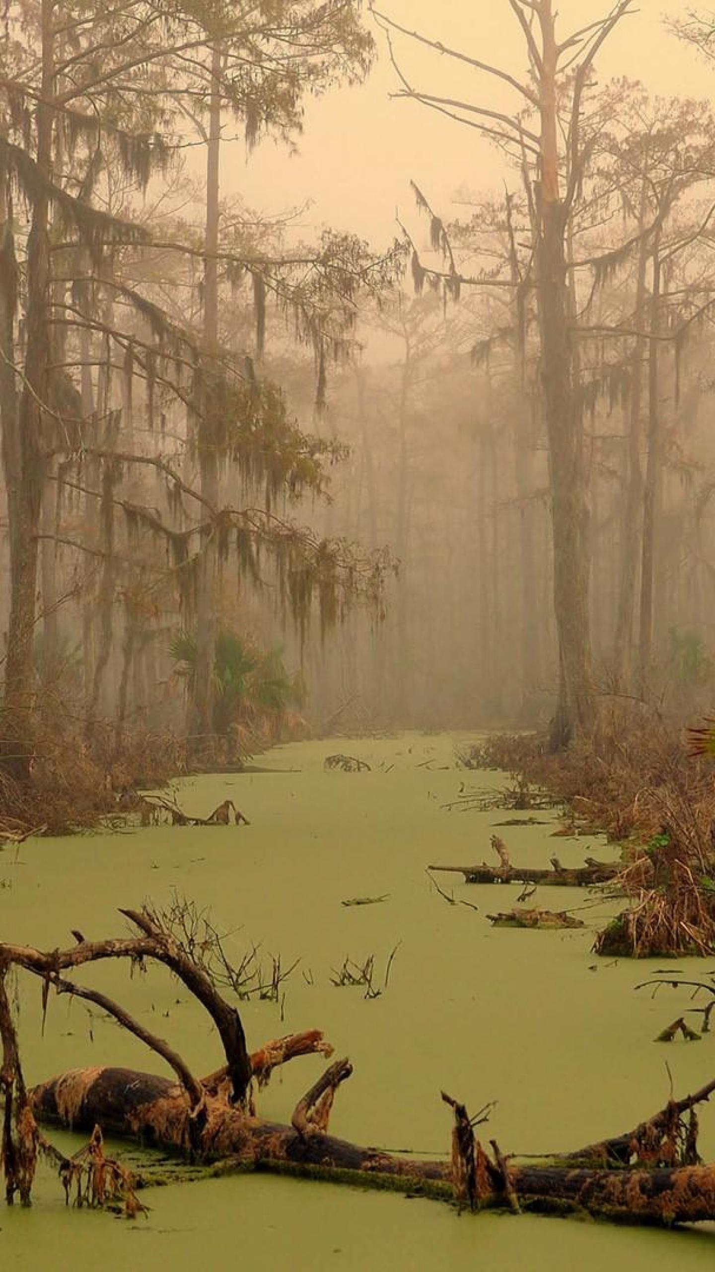 Swamp iPhone Wallpaper