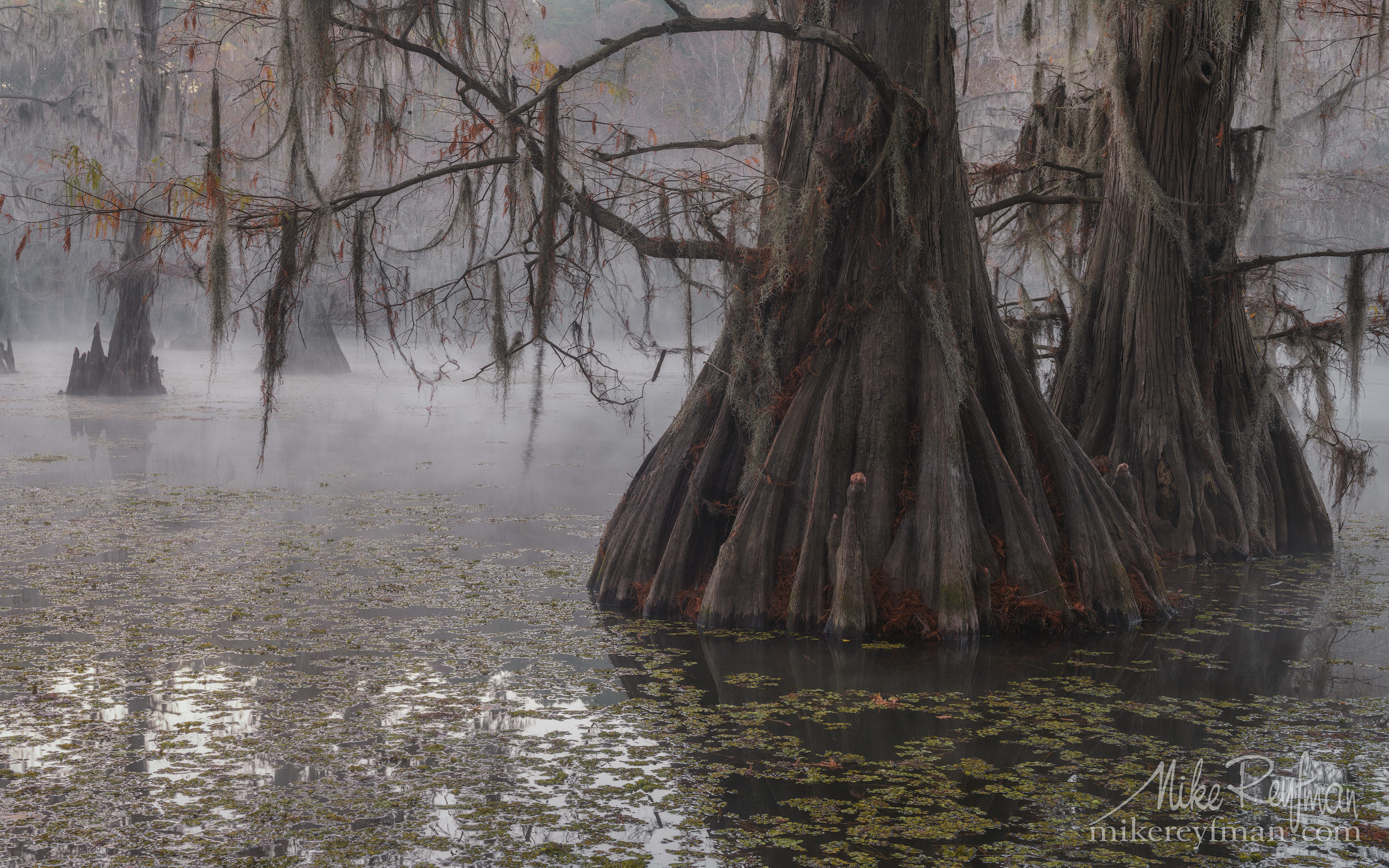 Bald Cypress trees in the swamp. Foggy morning on Caddo Lake