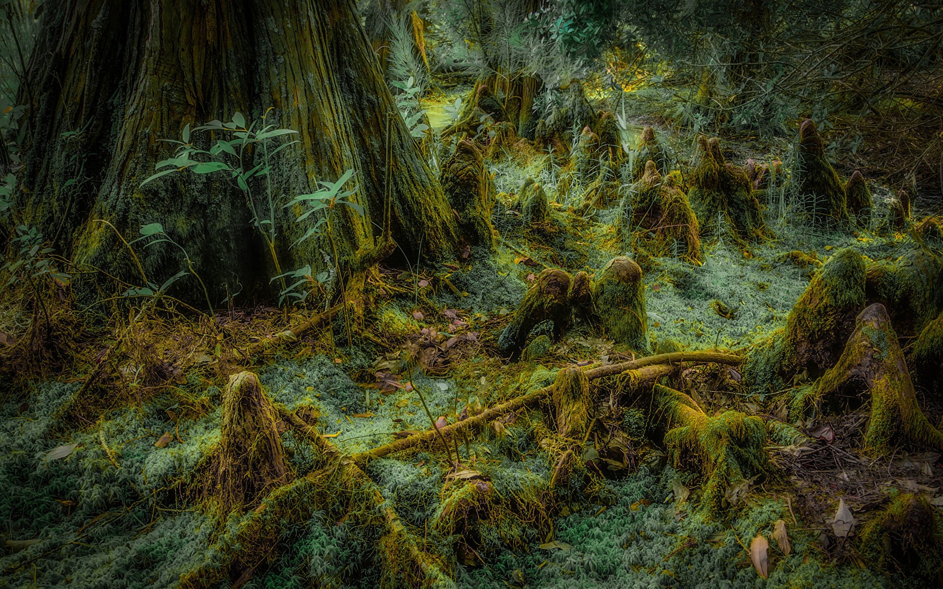 Wallpaper Nature Moss Grass Trees 1920x1200