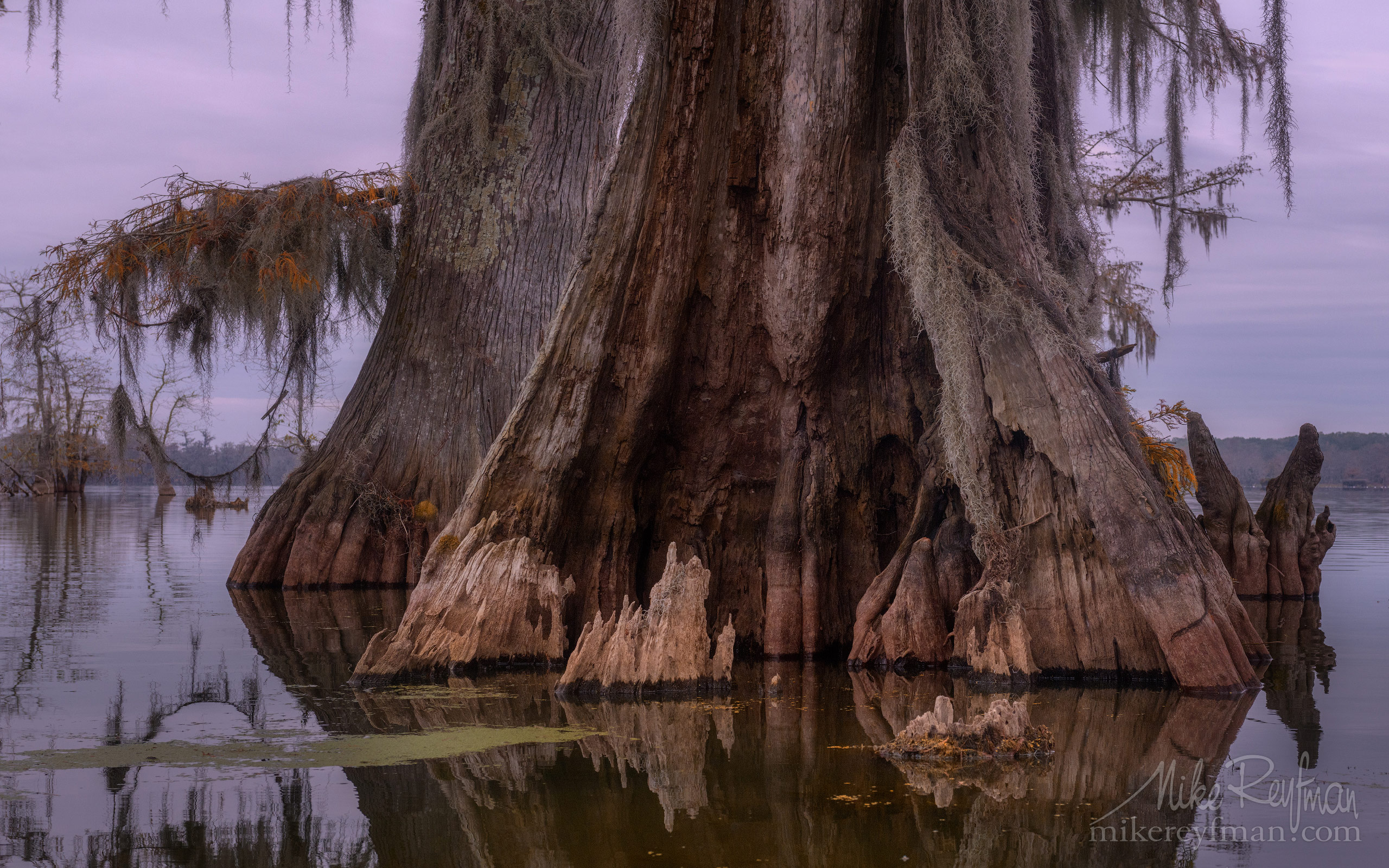 Rotten trunk of old Bald Cypress tree. Lake Martin