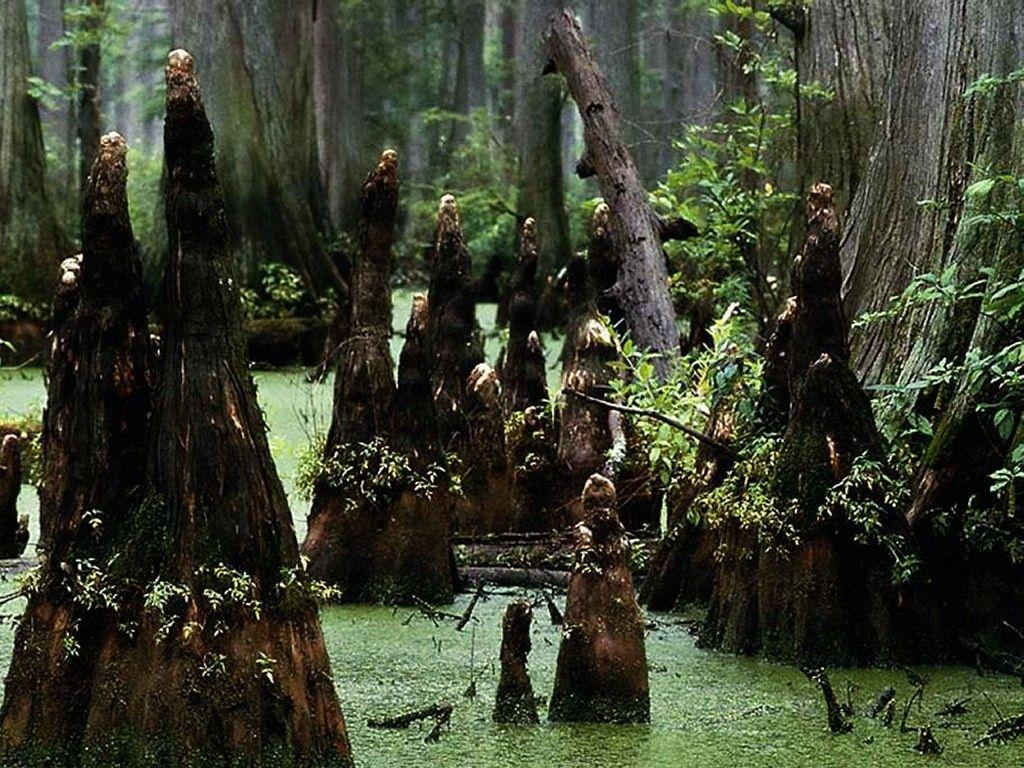 Swamp iPhone Wallpaper