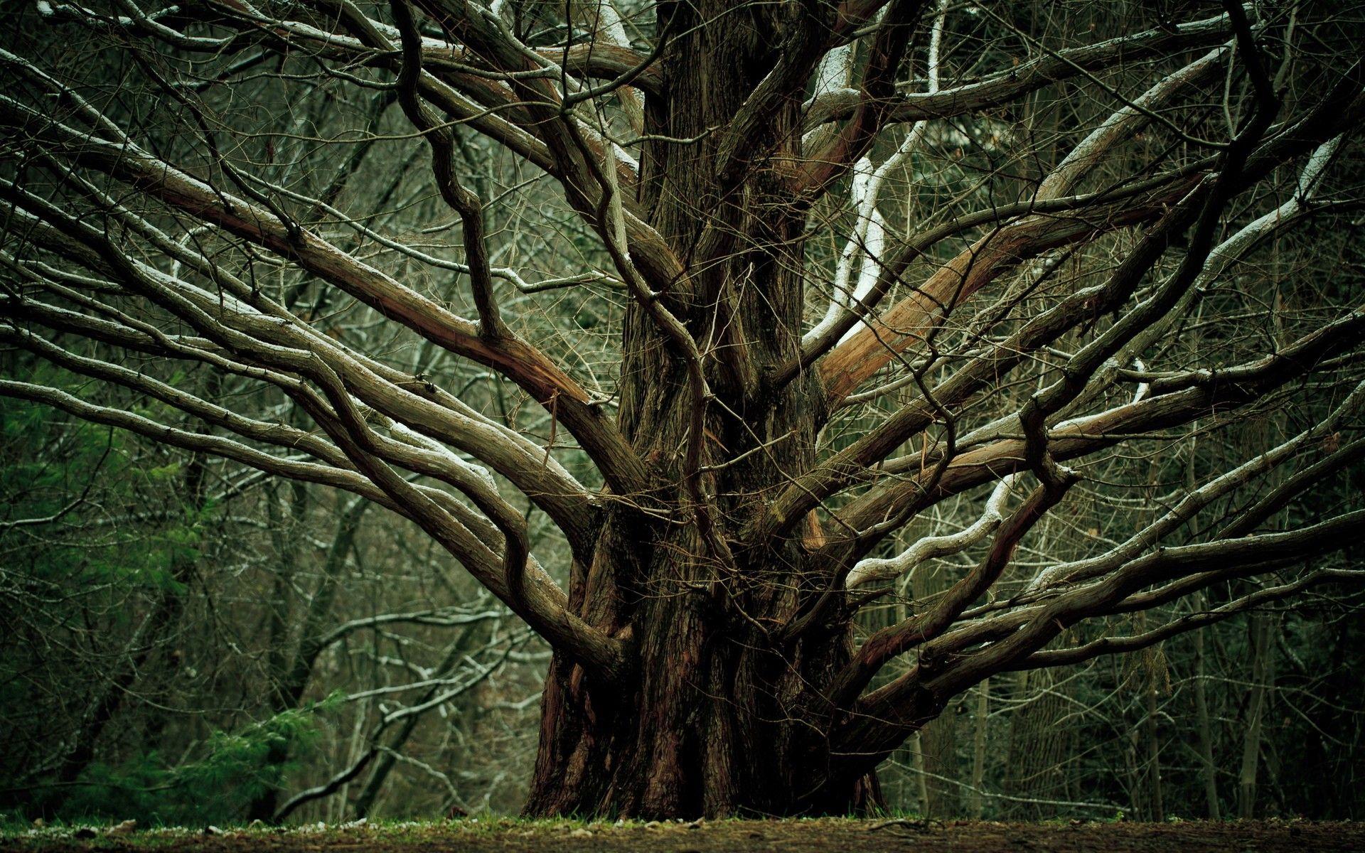 Huge tree with many branches. Wallpaper To You. Spaces