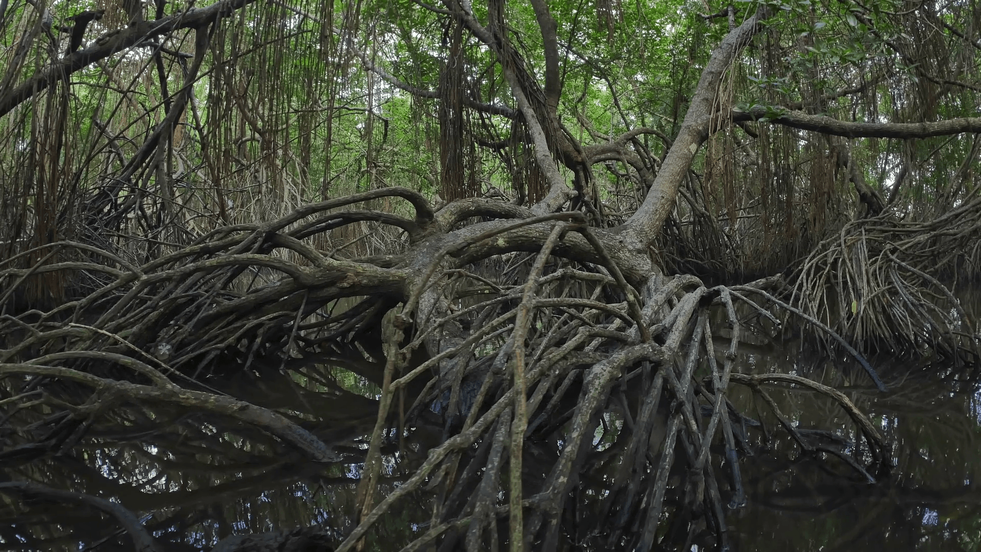 Complex root system of mangrove trees growing in salt water of coastal swamp. Twisted trees and branches with green foliage cover forest canopy Stock