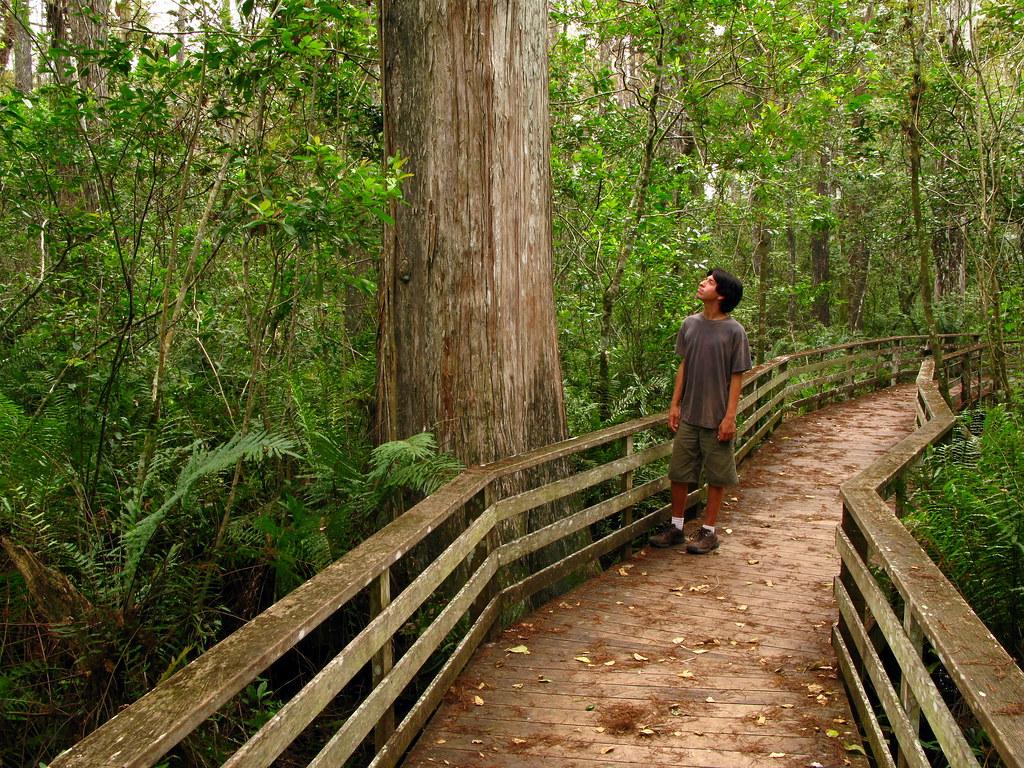 corkscrew swamp sanctuary, old growth taxodium distichum f