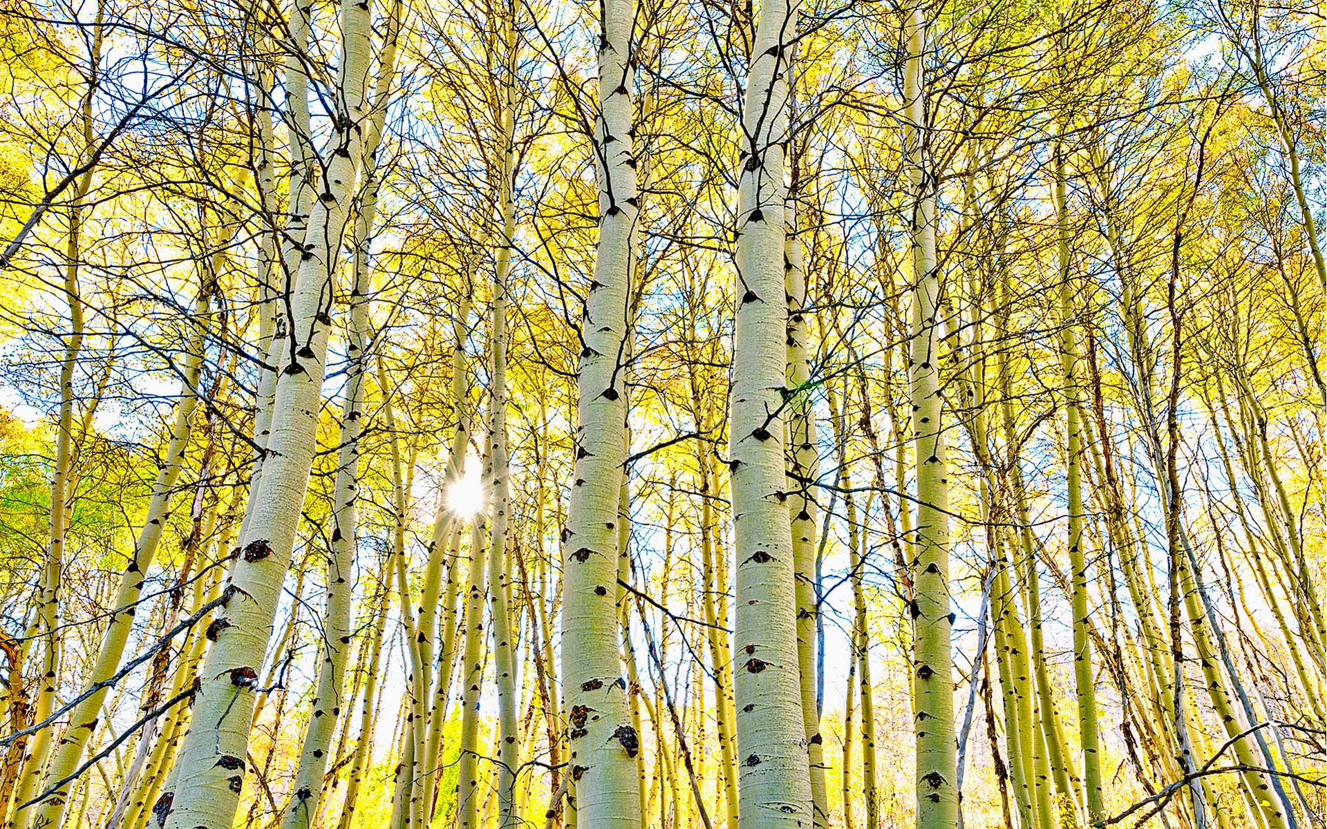 Aspen Forest Canopy Trees The Sky Steens Mountain In