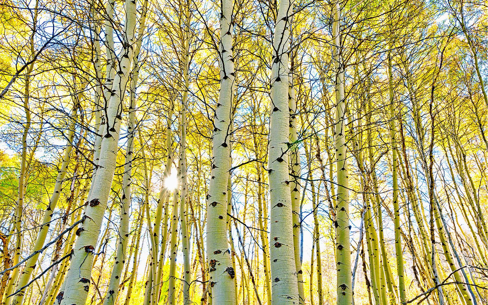 Aspen Forest Canopy Wallpapers - Wallpaper Cave