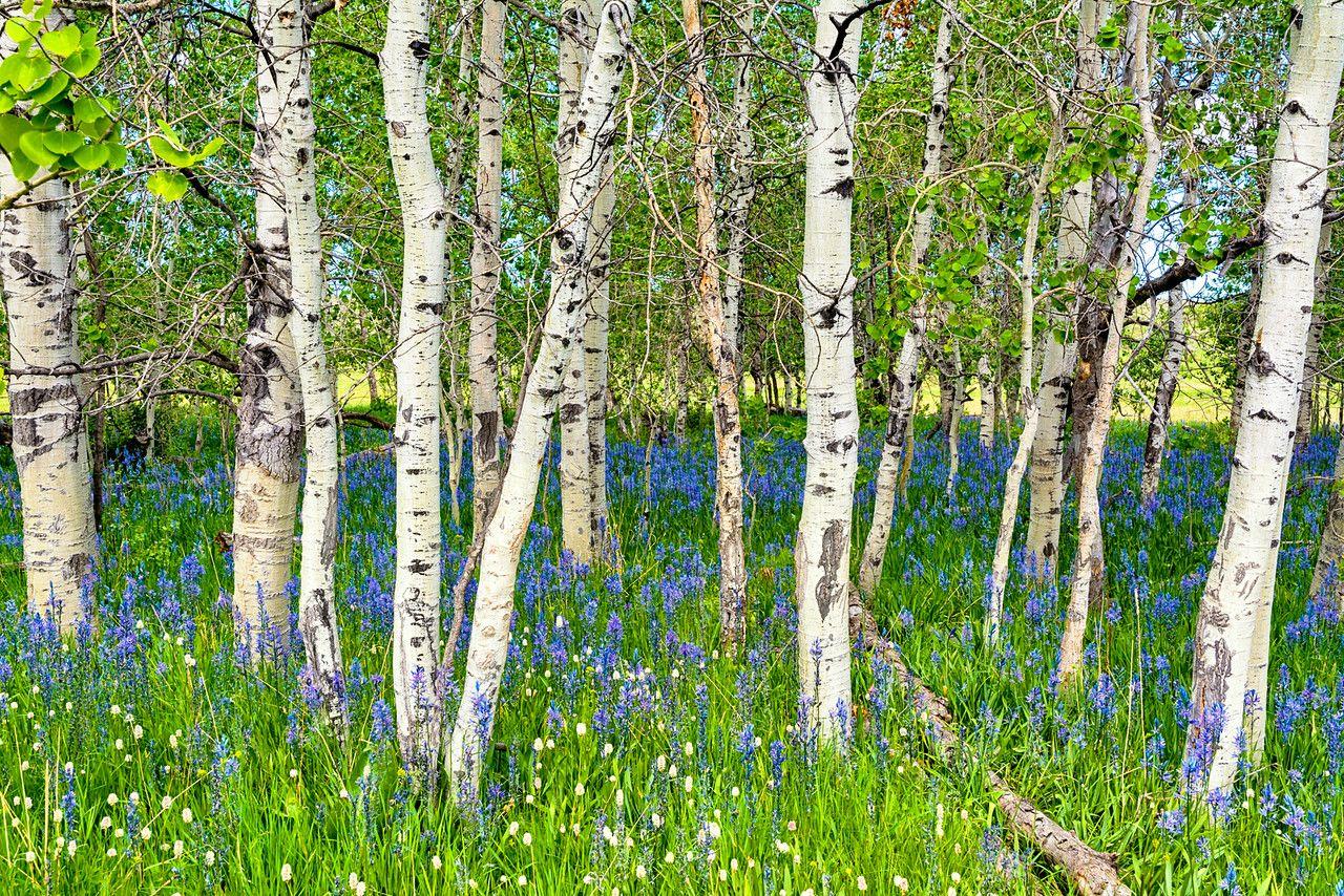 Aspen forest with Blue Wild Flowers. To paint. Wild