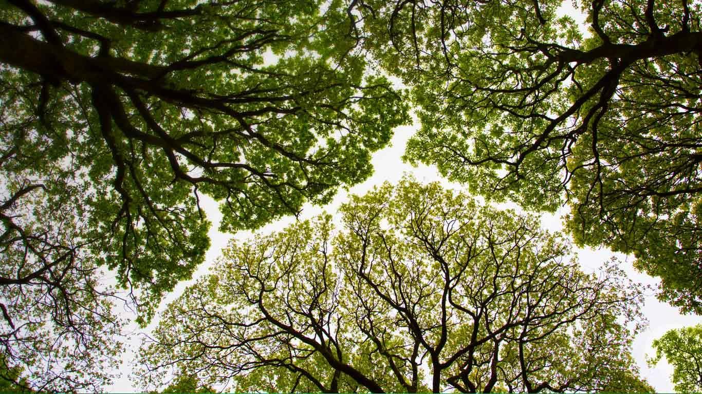 Oak tree canopy in Roudsea Wood, Cumbria, England