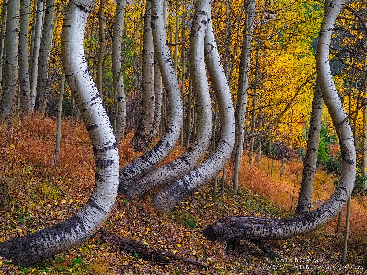 Twisted Aspens. Uncompahgre National Forest, Colorado