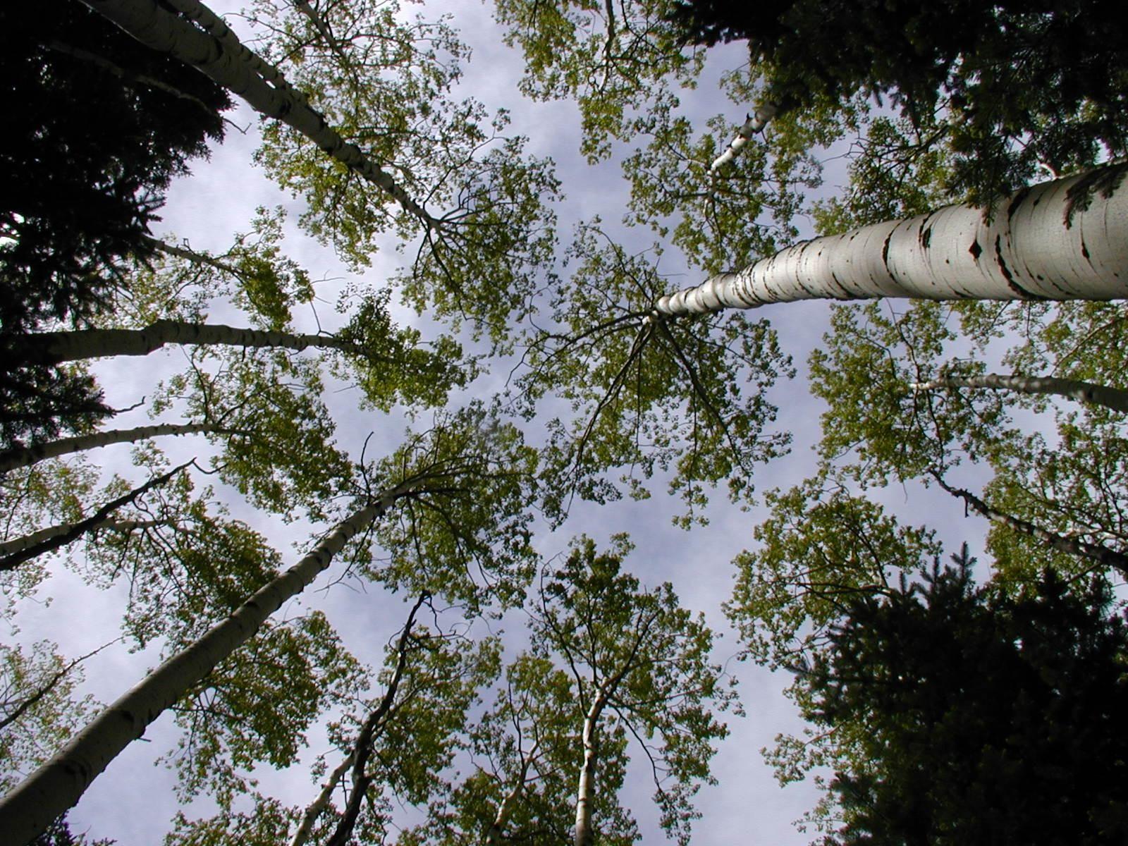 Aspen Forest Canopy Wallpapers - Wallpaper Cave