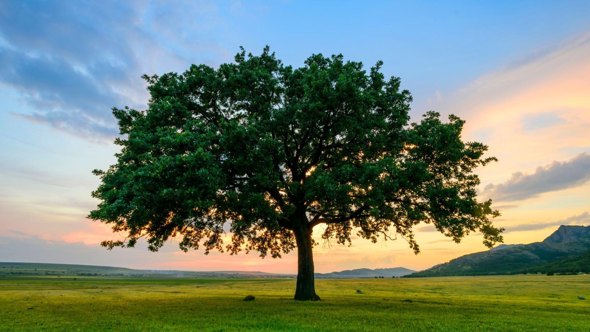 Fast Growing Shade Trees. Arbor Day Blog