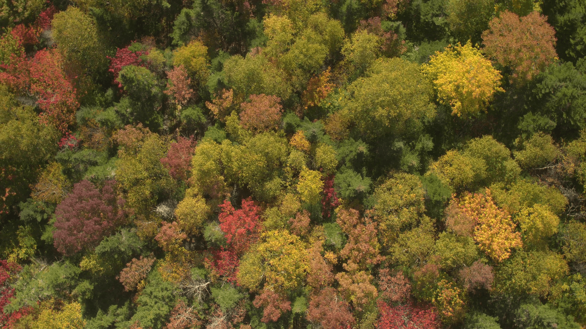 AERIAL: Vibrantly colored fall foliage and tree canopies in deciduous woodland Stock Video Footage