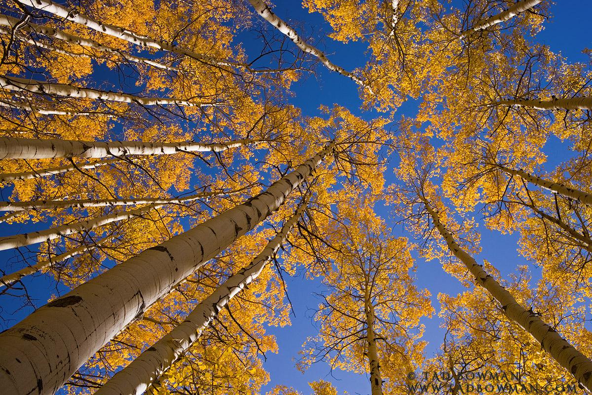 Aspen Forest Canopy Wallpapers - Wallpaper Cave