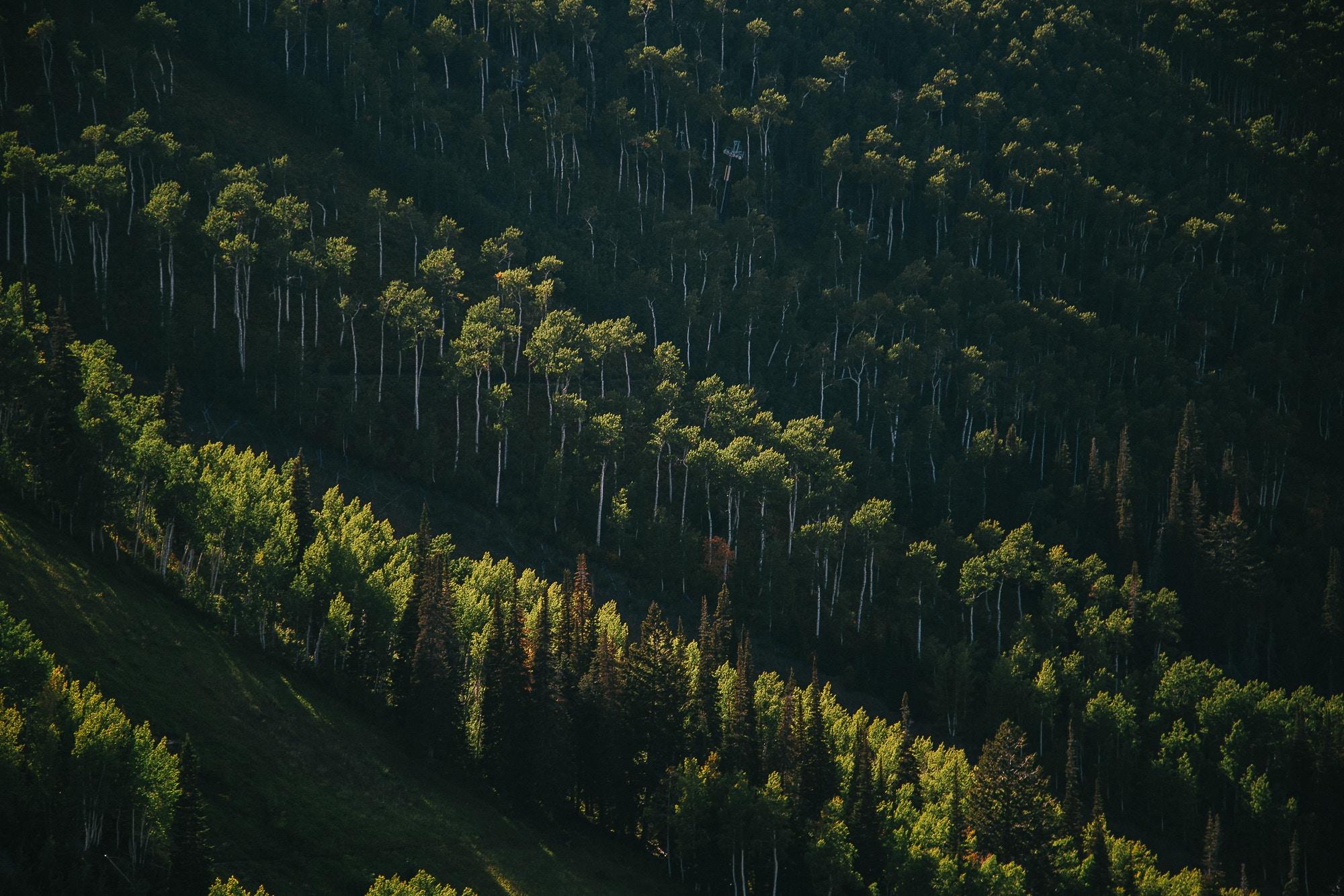 2000x1333 #trees in a line, #aerial view, #landscape