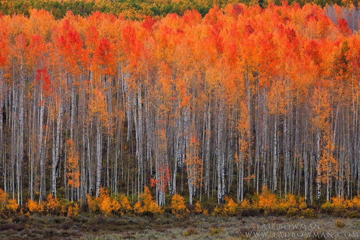 Aspen Canopy. Gunnison National Forest, Colorado. Colorado