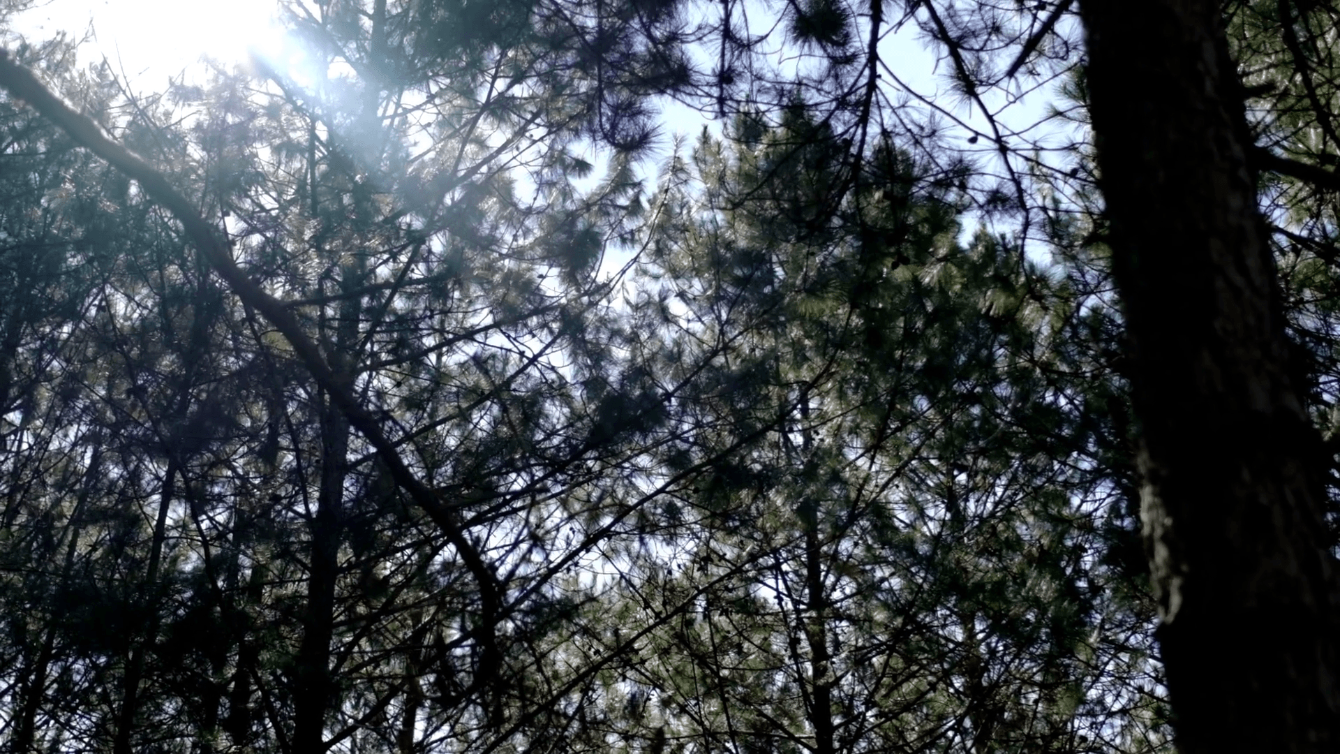 View Up Or Bottom View Of Pine Trees In Forest In Sunshine. Royalty High Quality Free Stock Video Footage Looking Up In Pine Forest Tree To Canopy