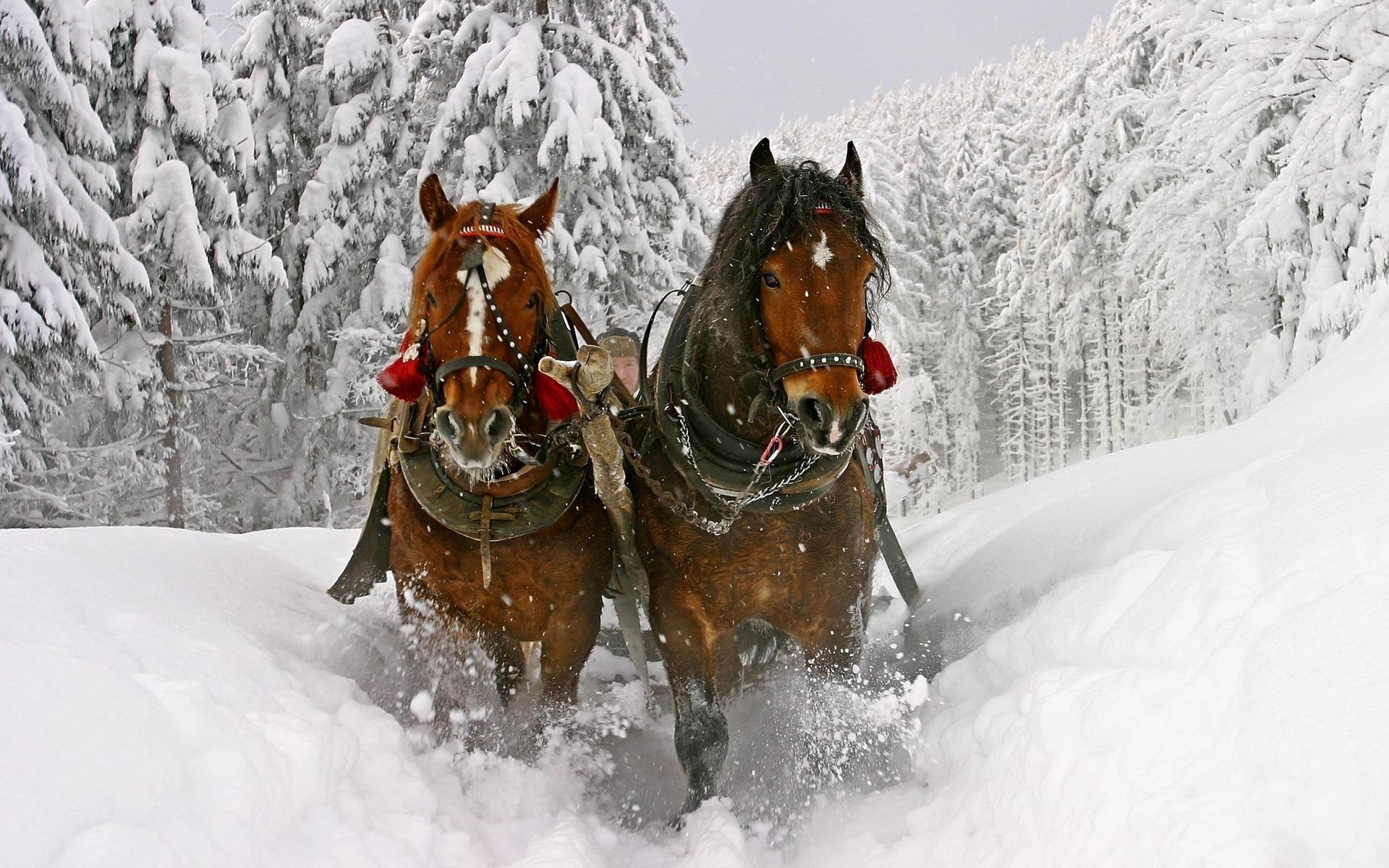 Download wallpaper 1920x1200 horse, snow, sled, sledding HD