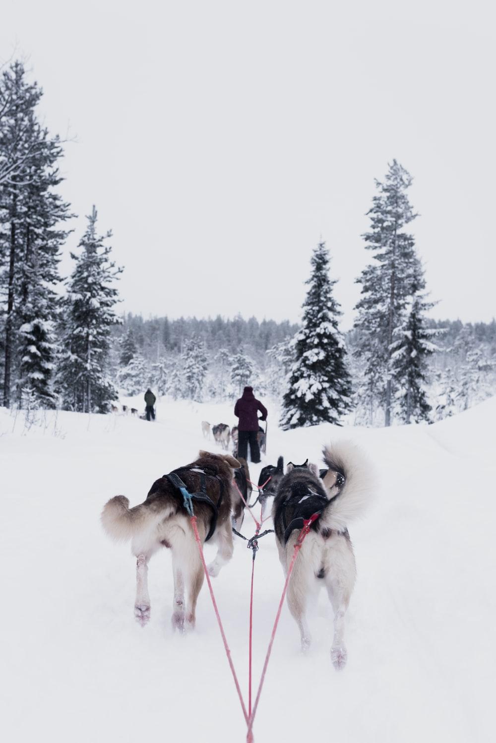 Dog sledding in Rovaniemi