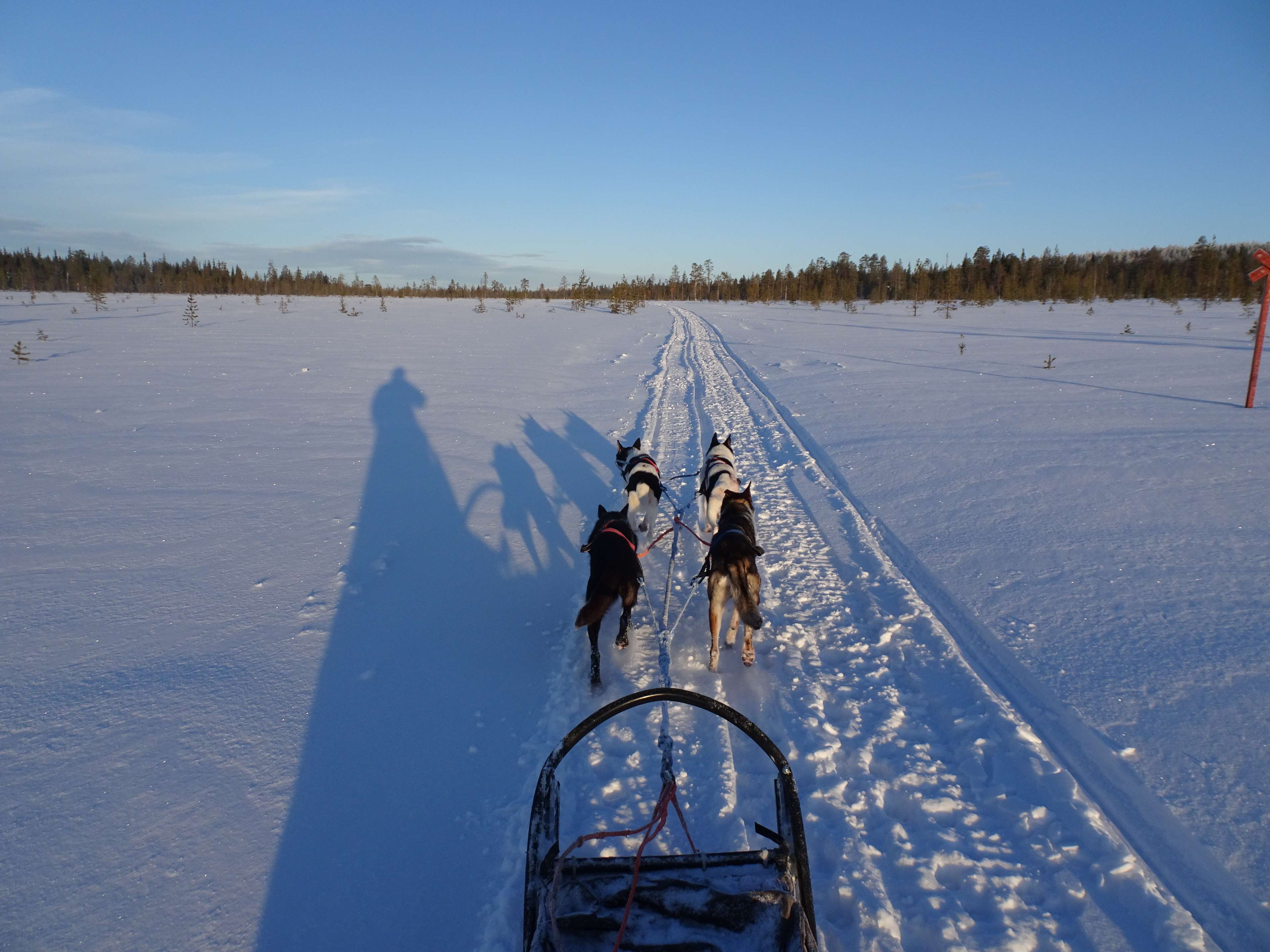 finland, husky, lapland, sled dog, snow, snowdog 4k