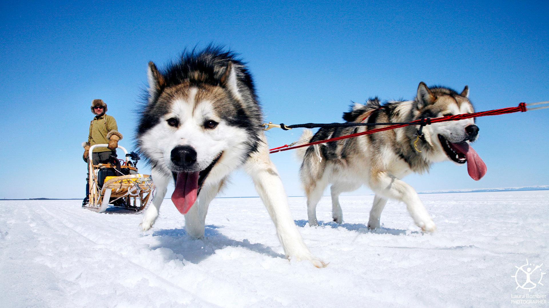 Dog Sled Wallpaper. Sled Dog