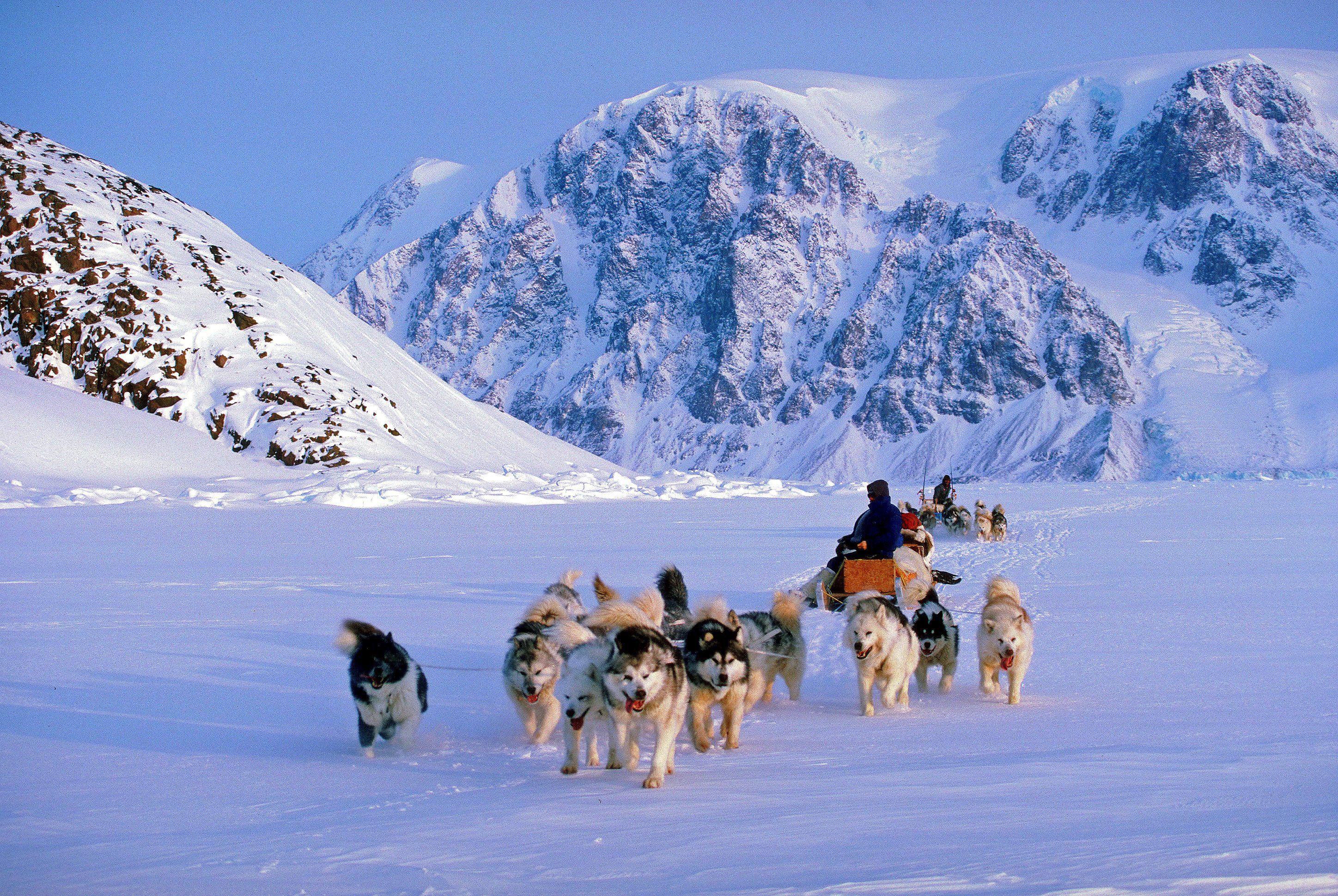 Dog Sledding Wallpaper High Quality