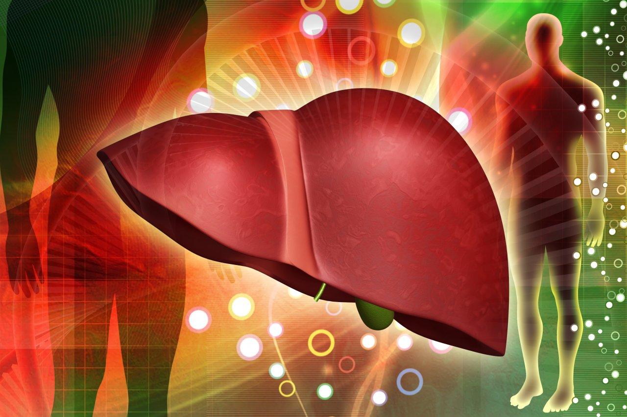 Liver Organ Wallpapers - Wallpaper Cave