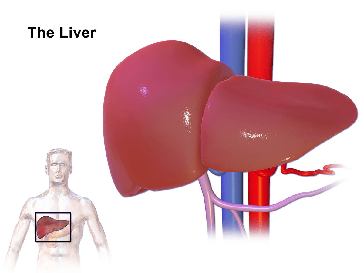 Liver Png (image in Collection)