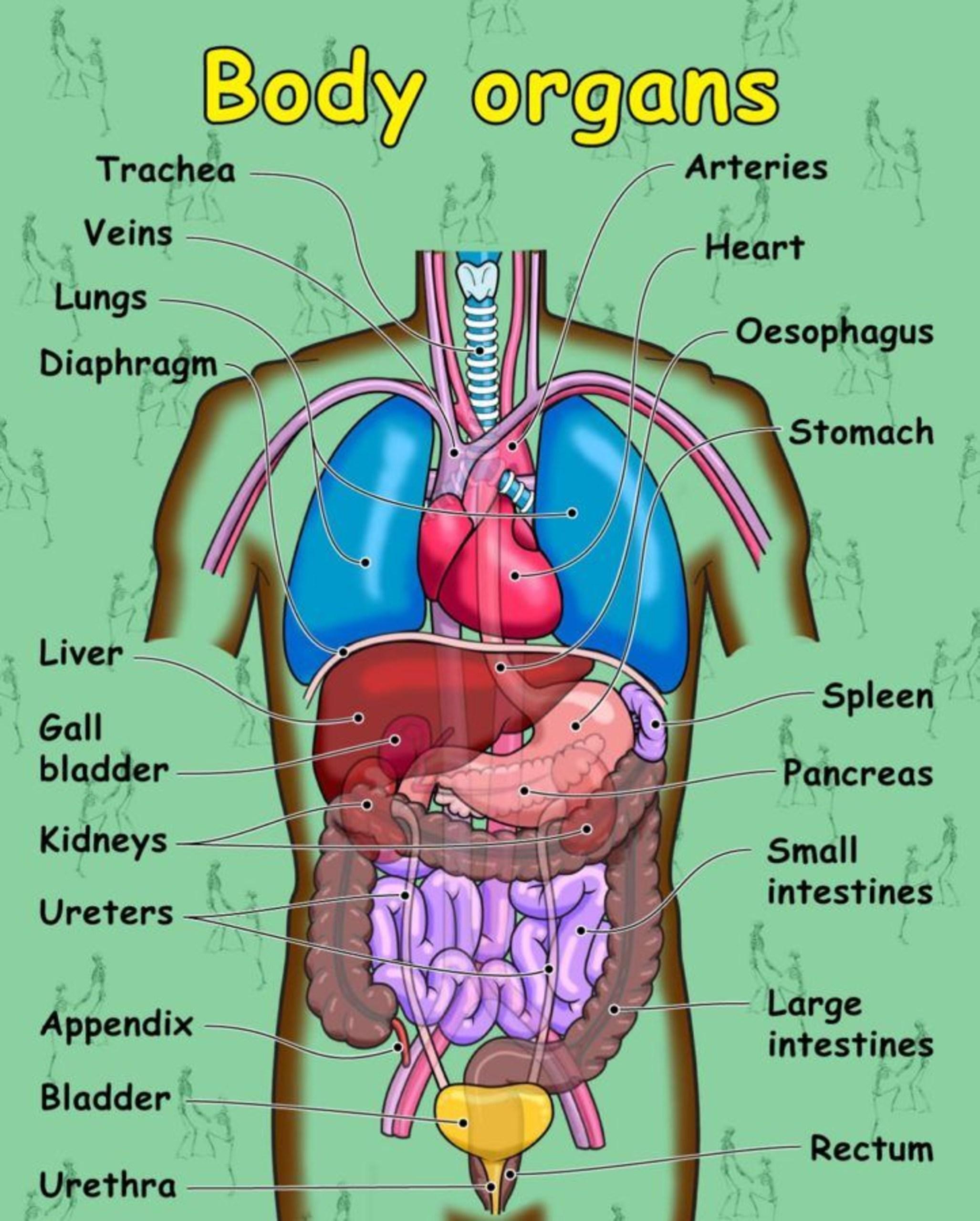 body organs diagram HD Wallpaper