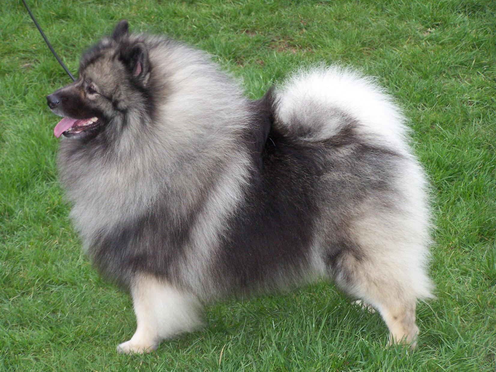 Keeshond dog photo and wallpaper. Beautiful Keeshond dog